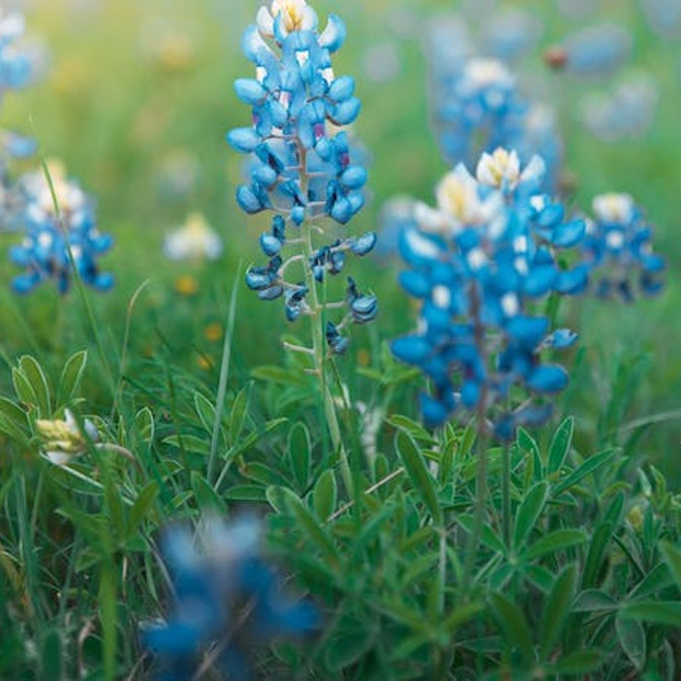 Do We Dishonor God by Neglecting His Gifts?