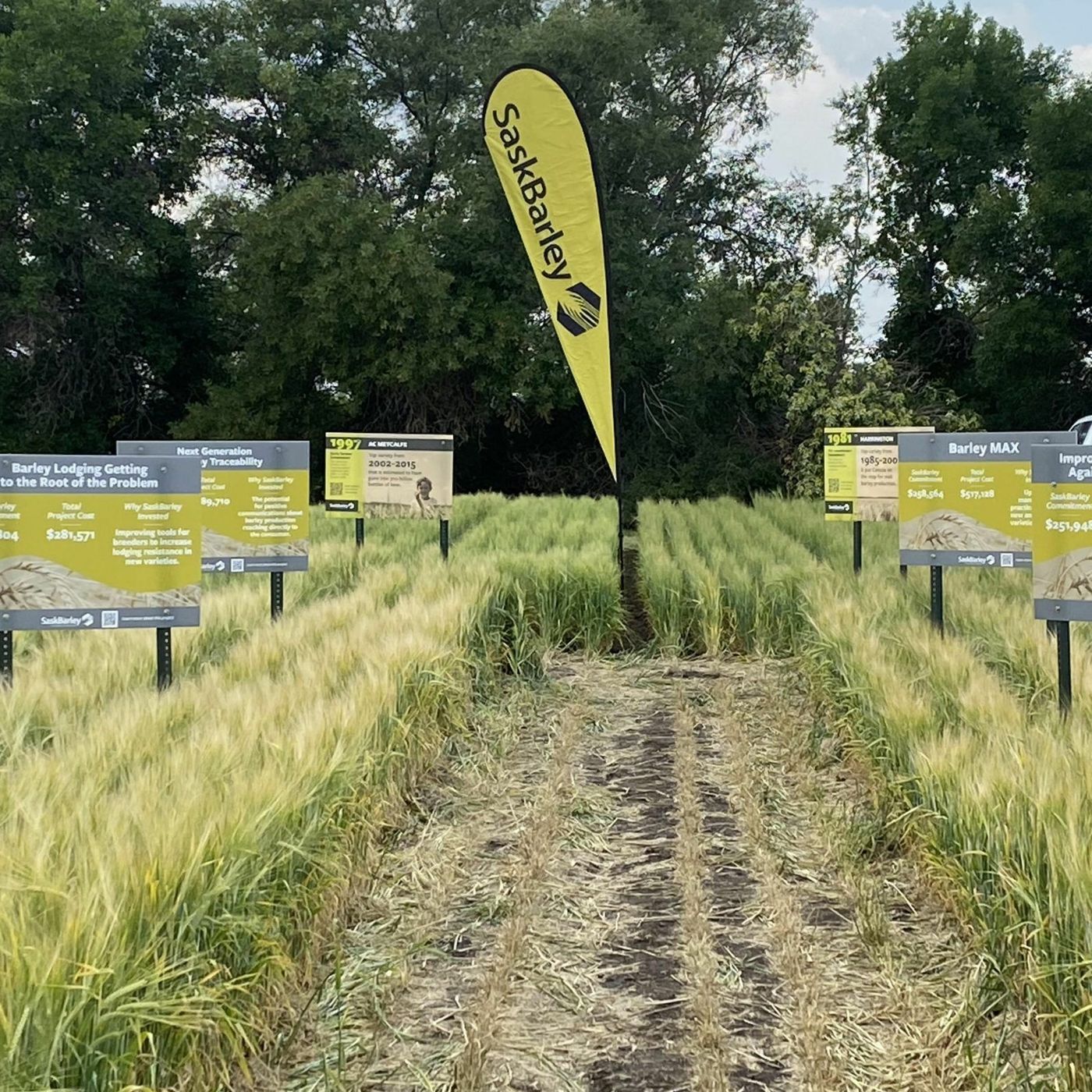 Mitigating Barley Lodging: Getting to the Root of the Problem episode artwork