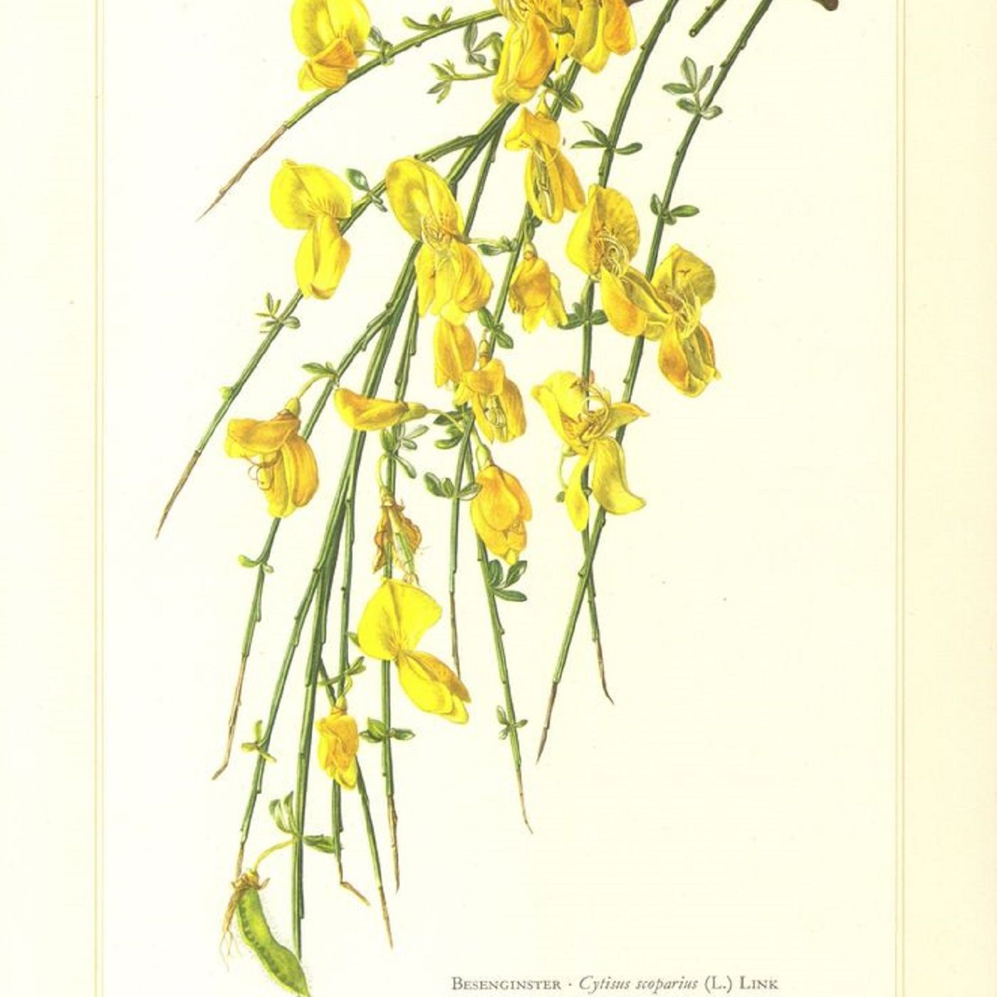 Southern Appalachian Herbs