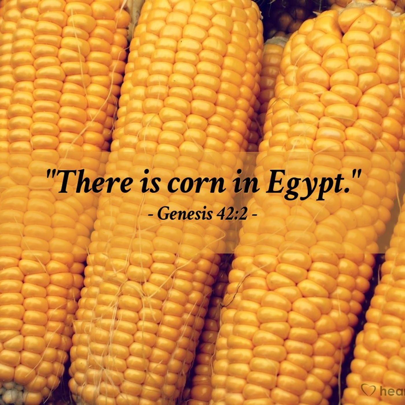 Corn in Egypt