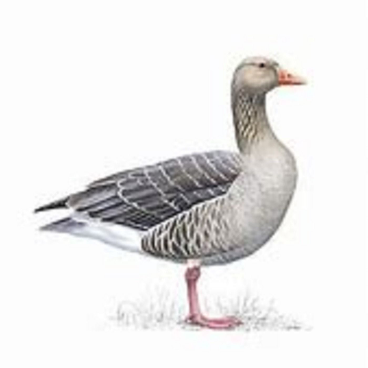 Grey Goose (Aust) ep001 Grey Goose (Aust) ep001