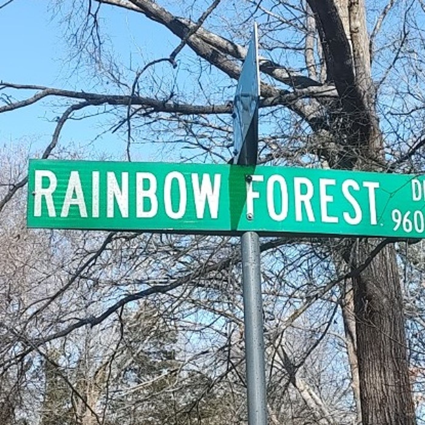 The Lyrics From Rainbow Forest Chapter 390 The Infamous Dancing Trees