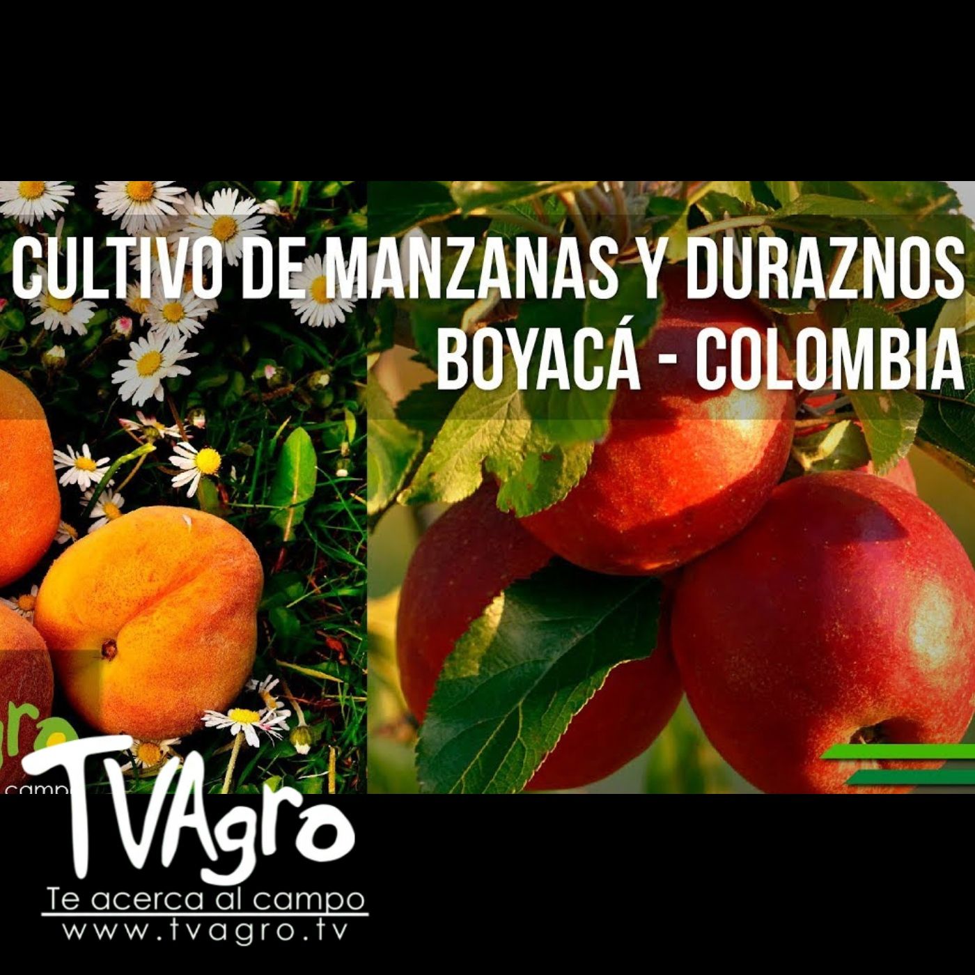 TV AGRO