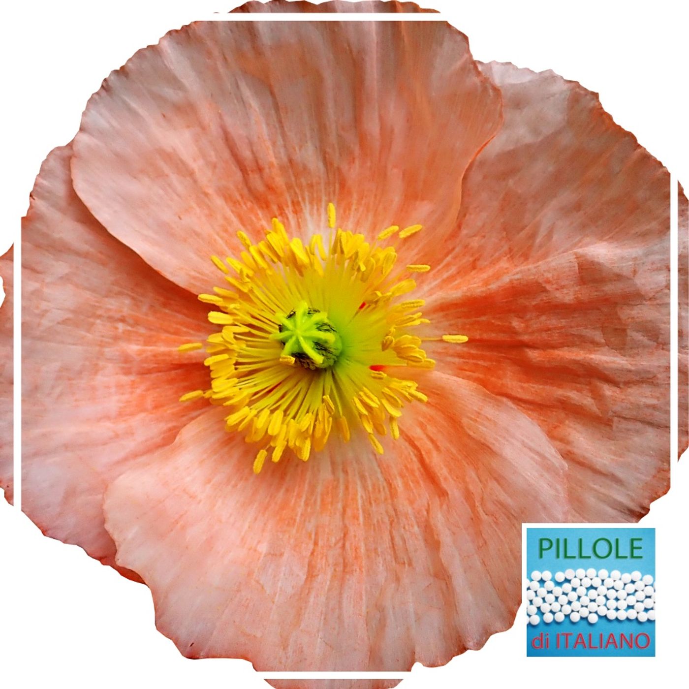 La canzone - Papaveri e papere