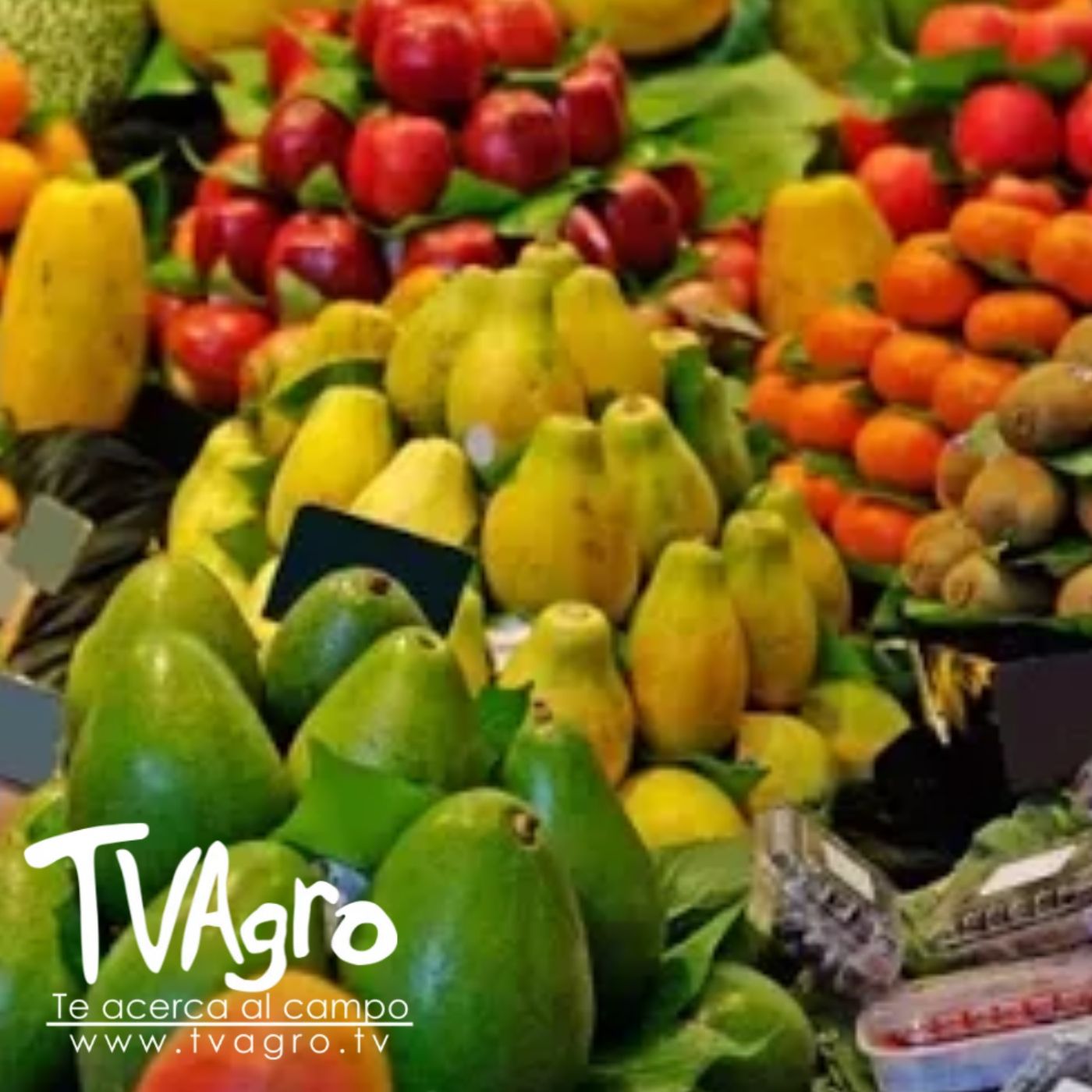 TV AGRO