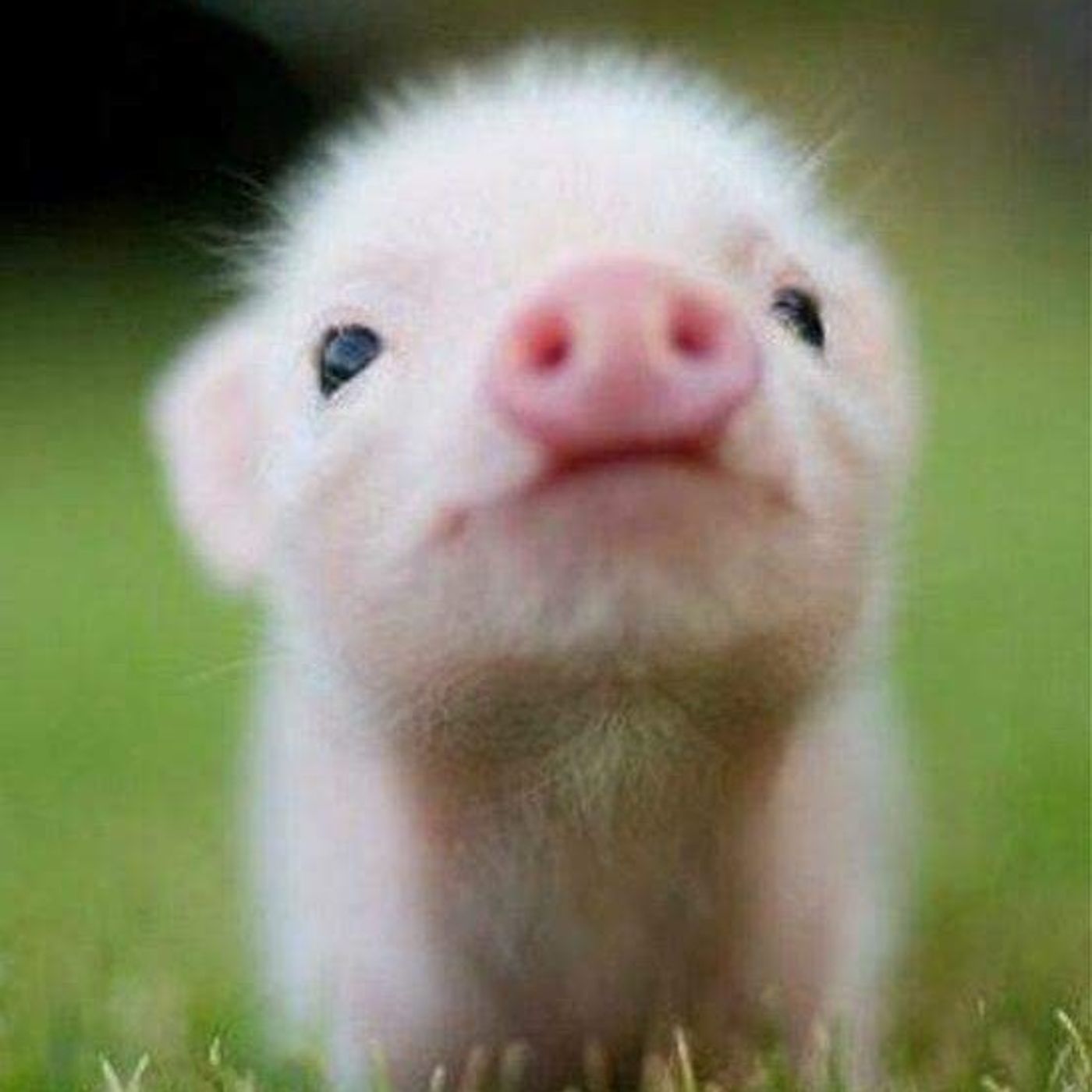 Adela Antonia Ros Garcia's podcast