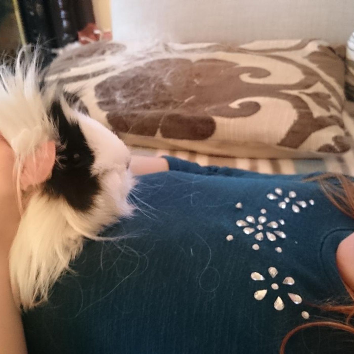 When guinea pigs sound happy #parenting episode artwork
