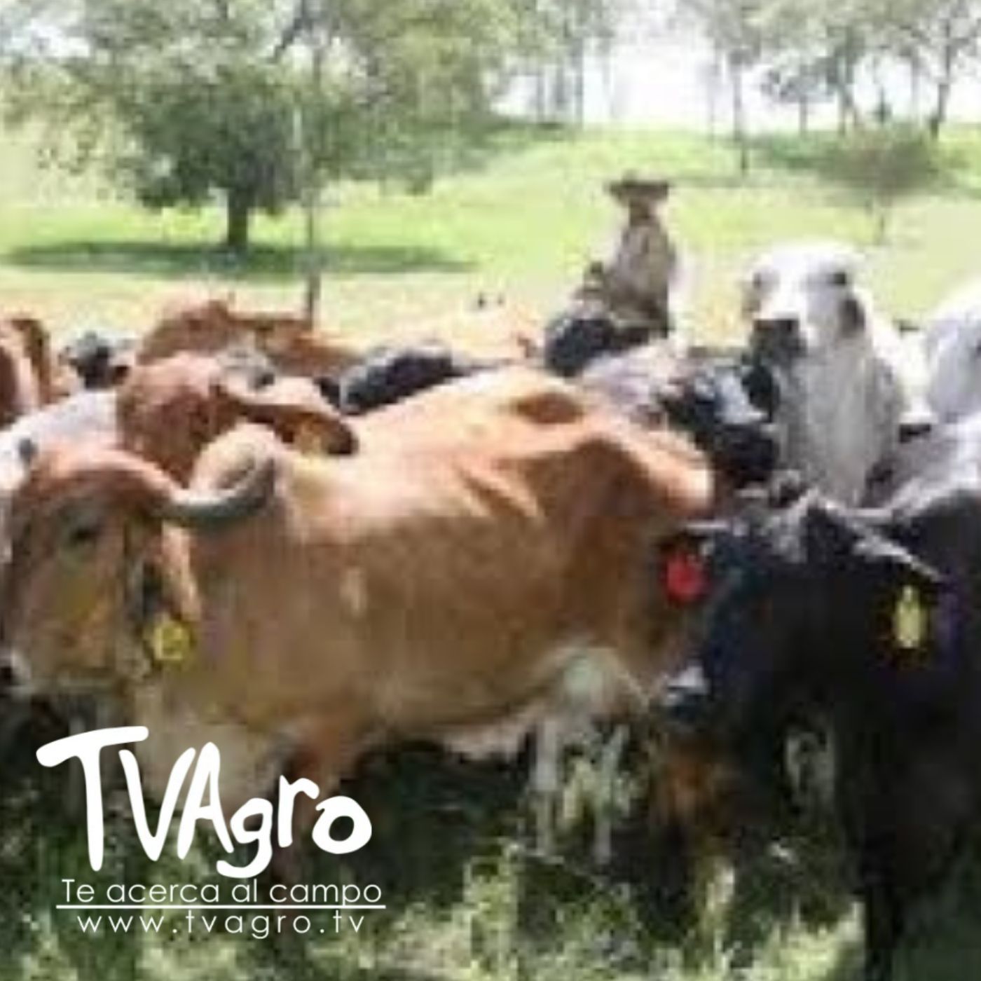 TV AGRO