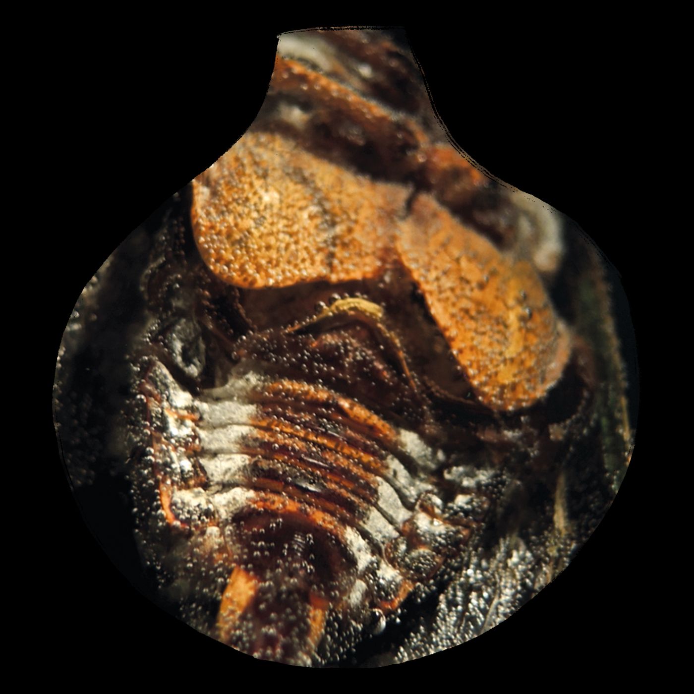 Under The Onion Skin