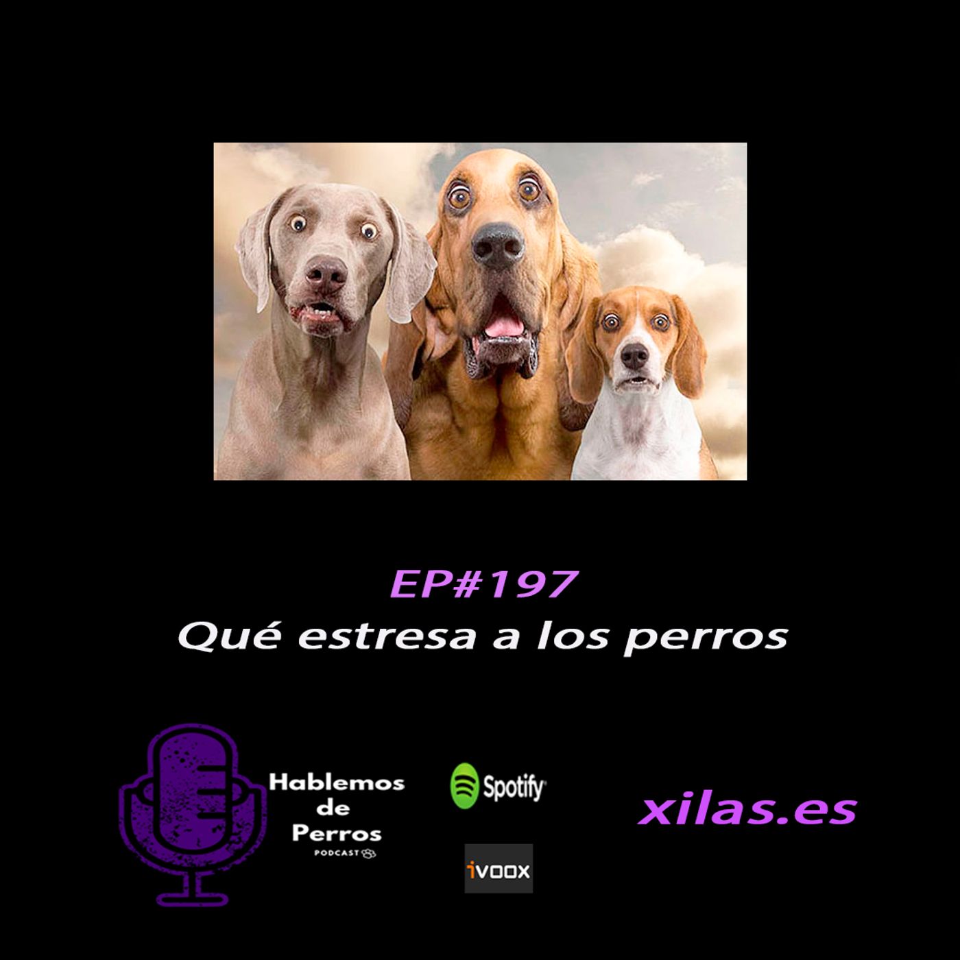 Hablemos de perros