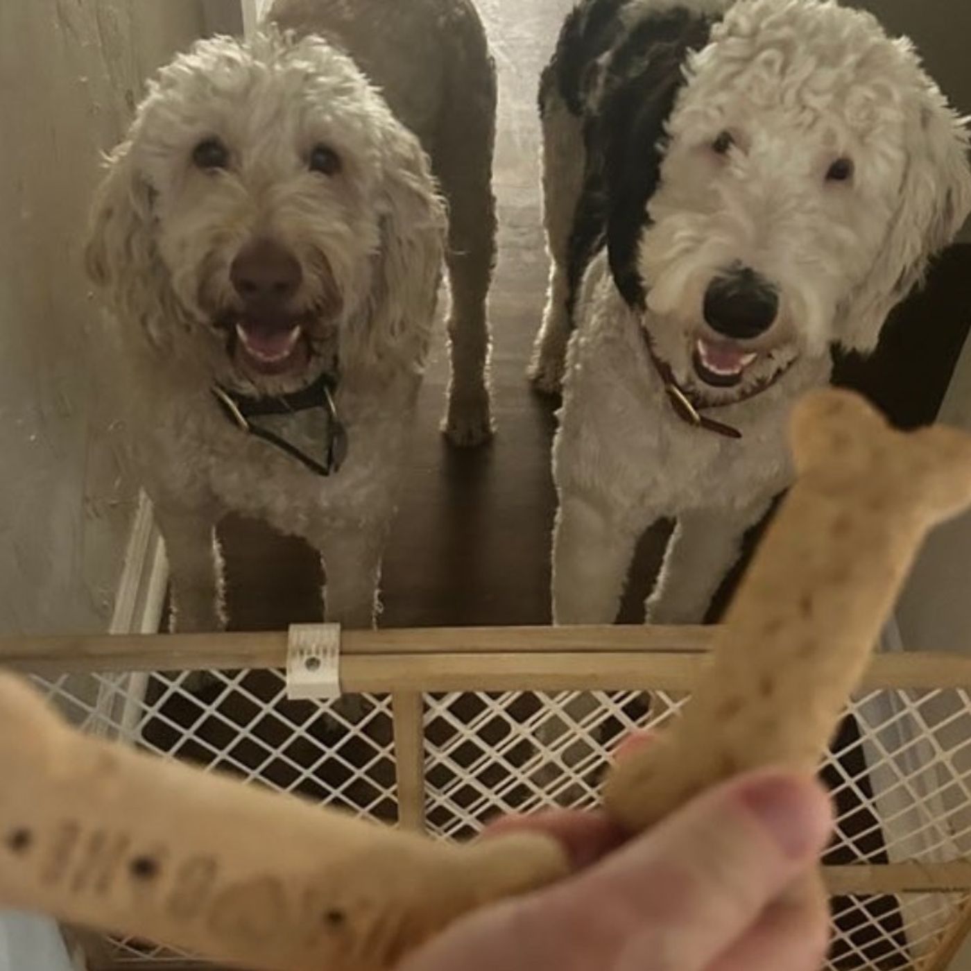Tails of Joy: Life with Dogs