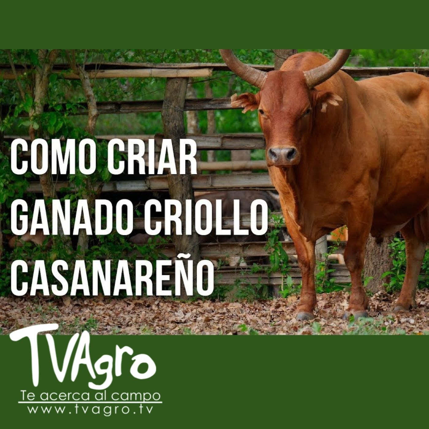 TV AGRO