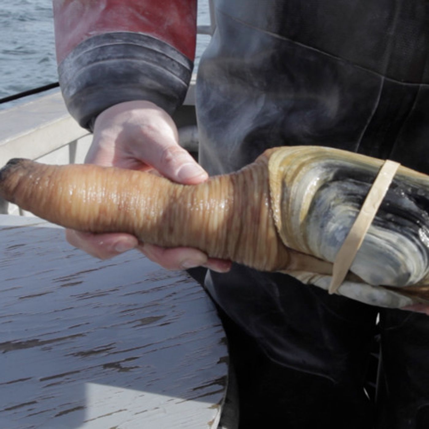 The Case Of The Stolen Geoducks episode artwork