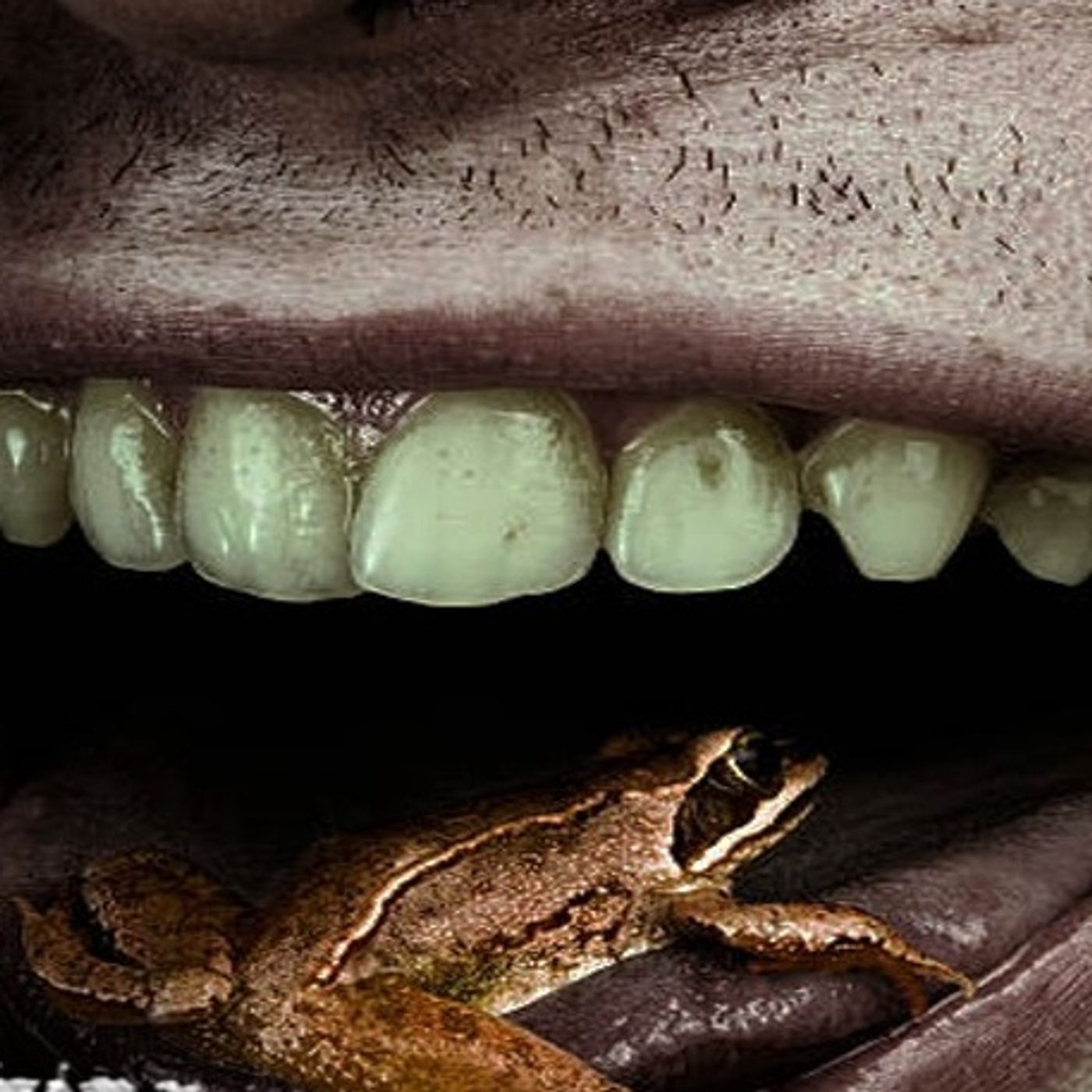 La Maldición De Los Sapos Historias De Terror - REDE