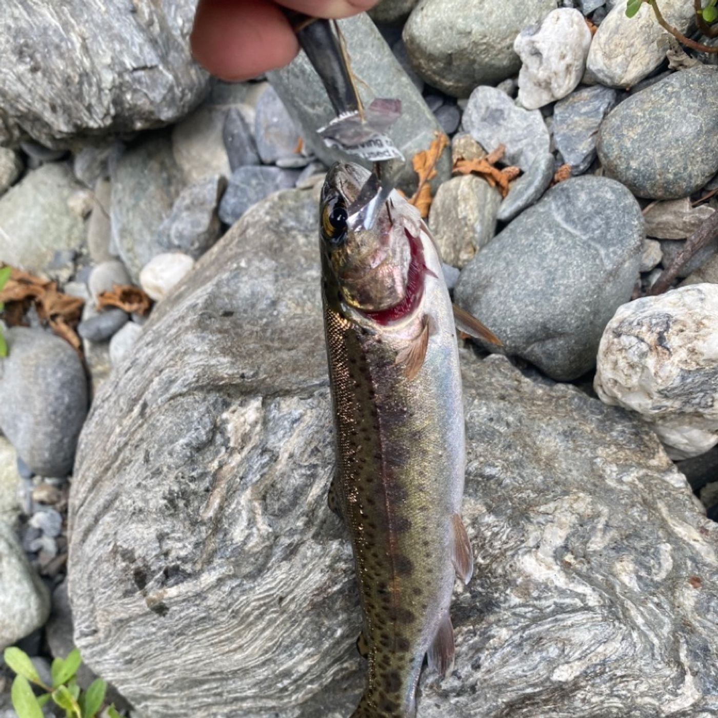 Survival Fishing - Netting, Trotline, Limbline, Jug-fishing, Gillnetting, Cast nets, Spearfishing and more.