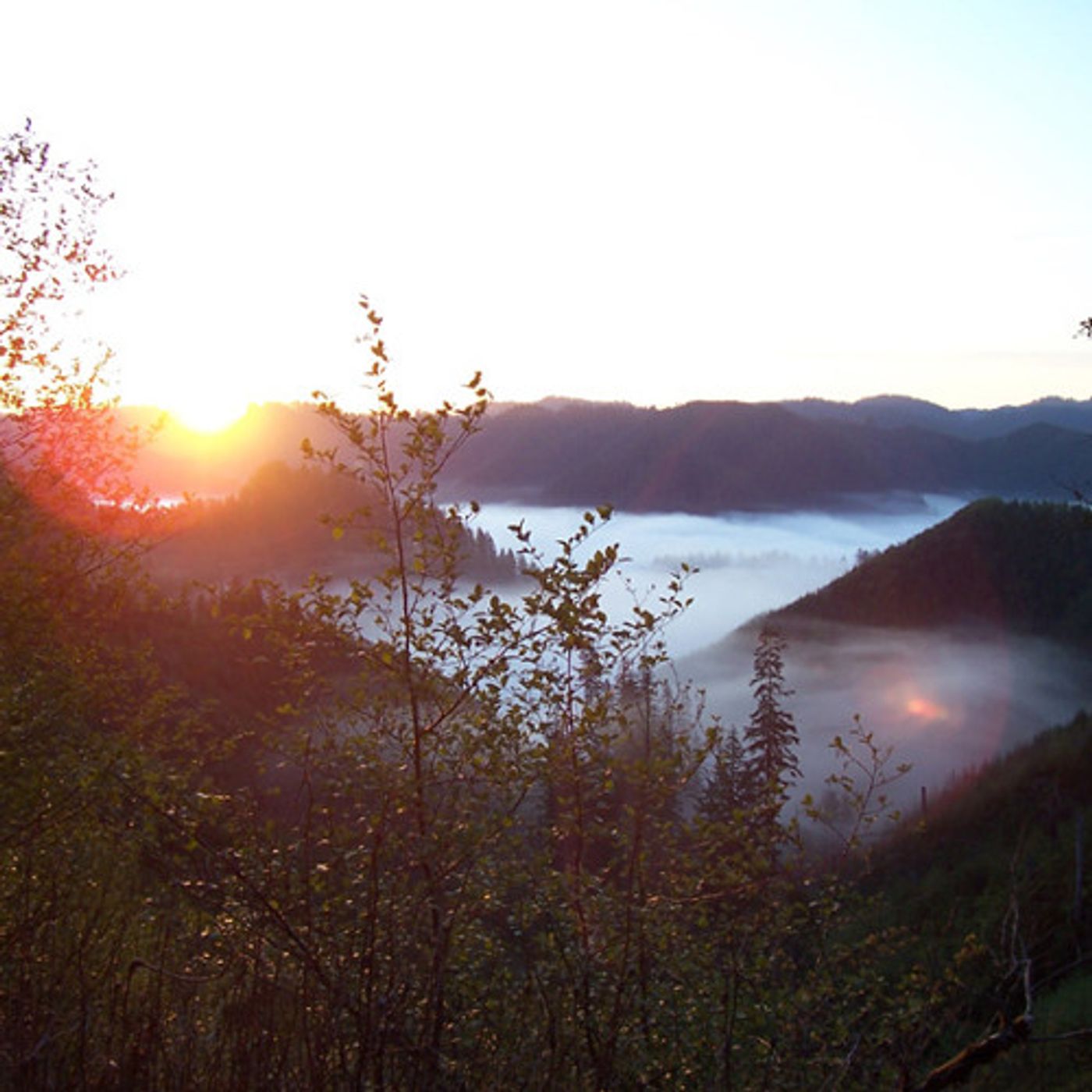Timber Company Says It Will Clearcut If It Buys Public Forestland episode artwork