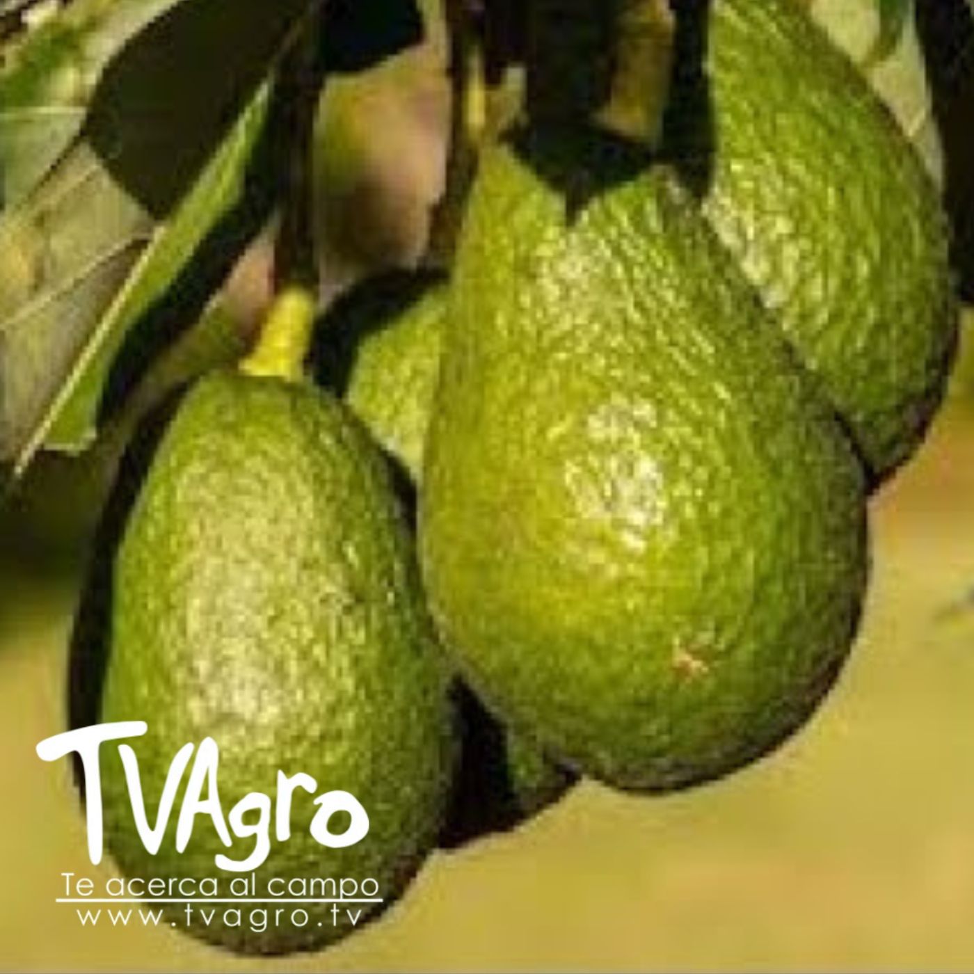 TV AGRO
