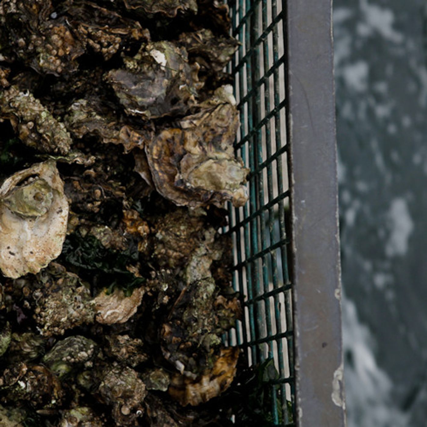 Washington To Consider Ocean Acidification Legislation episode artwork