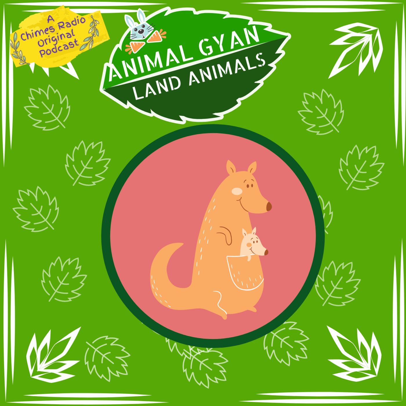 Kangaroo