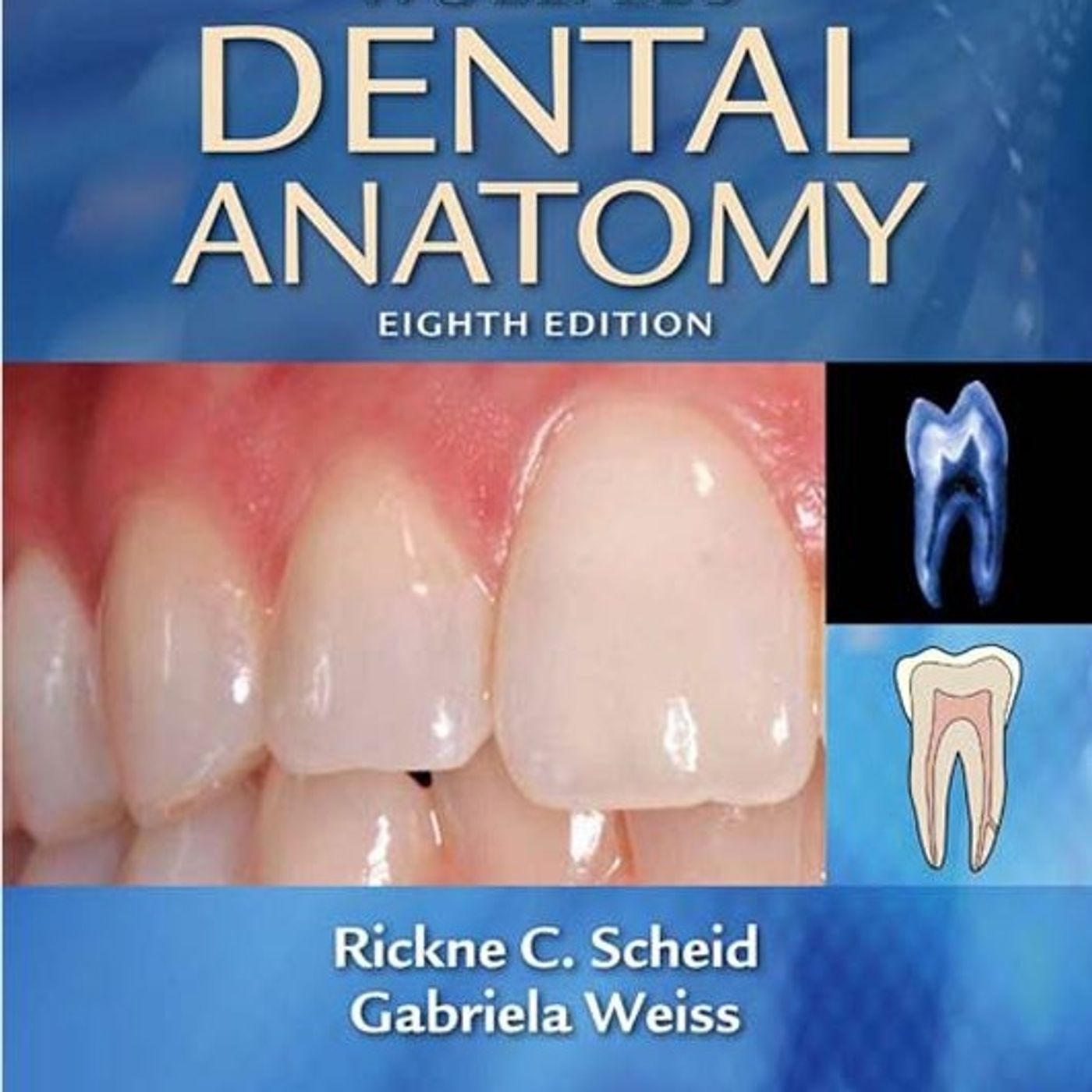 Dental Anatomy