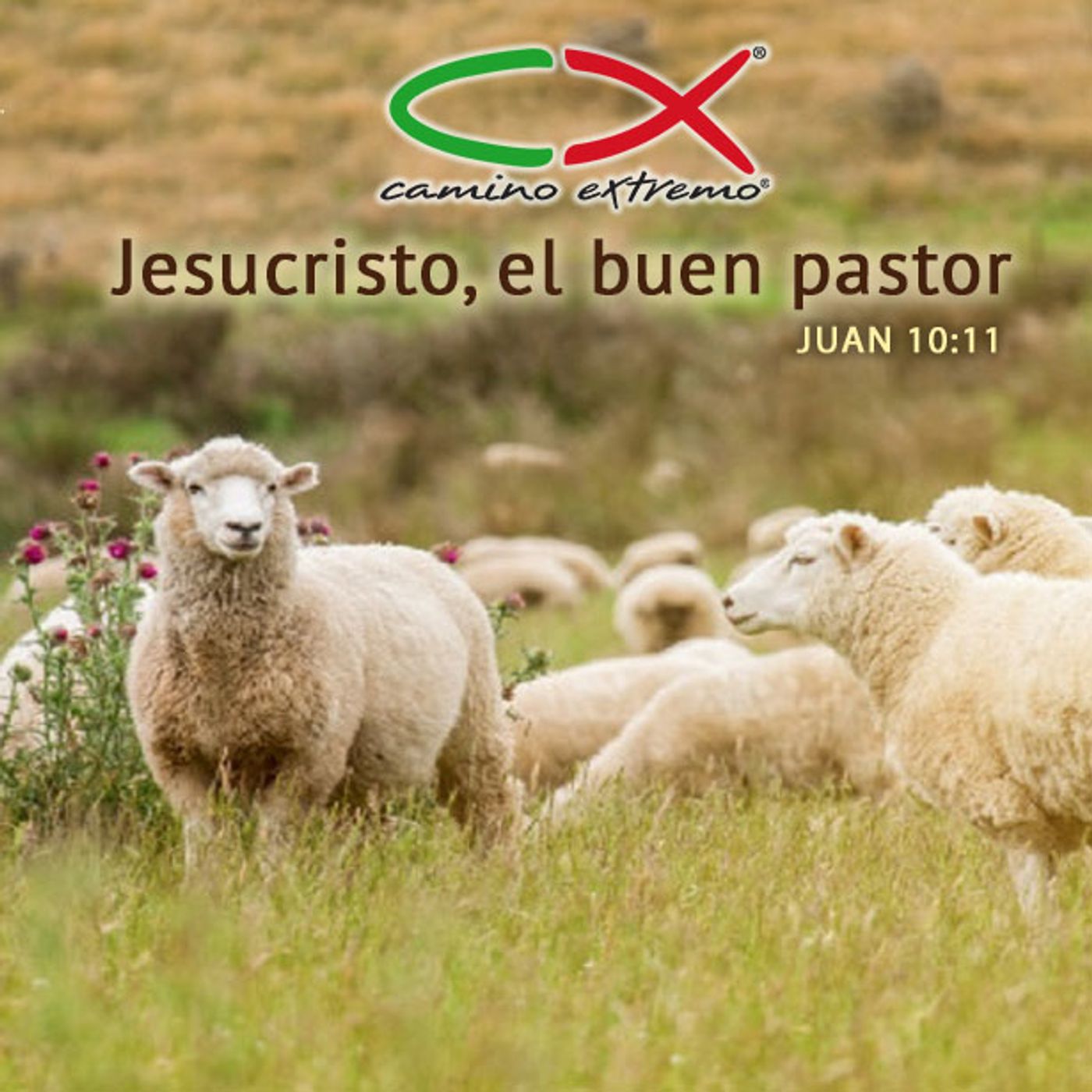 Oración 1 de febrero (Jesucristo, el buen pastor) episode artwork