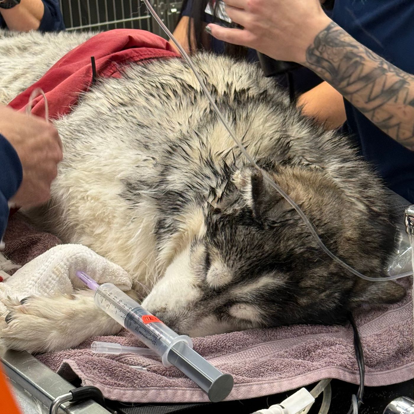 ‘He was frozen:’ Elgin vet tells how dog rescued from icy pond was brought back to life