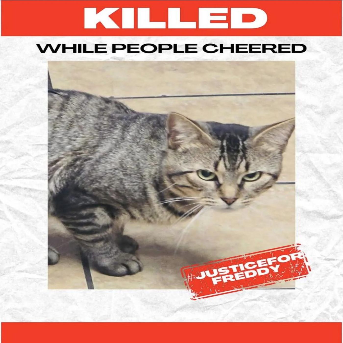 Justice for Freddy the NYC bodega cat, disagreements on bad jokes, and a shout-out to Glimmer of Hope