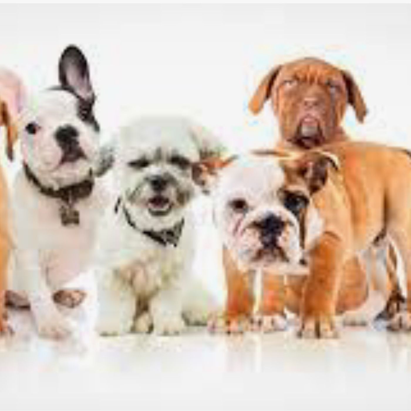 Which dog suits you? podcast artwork