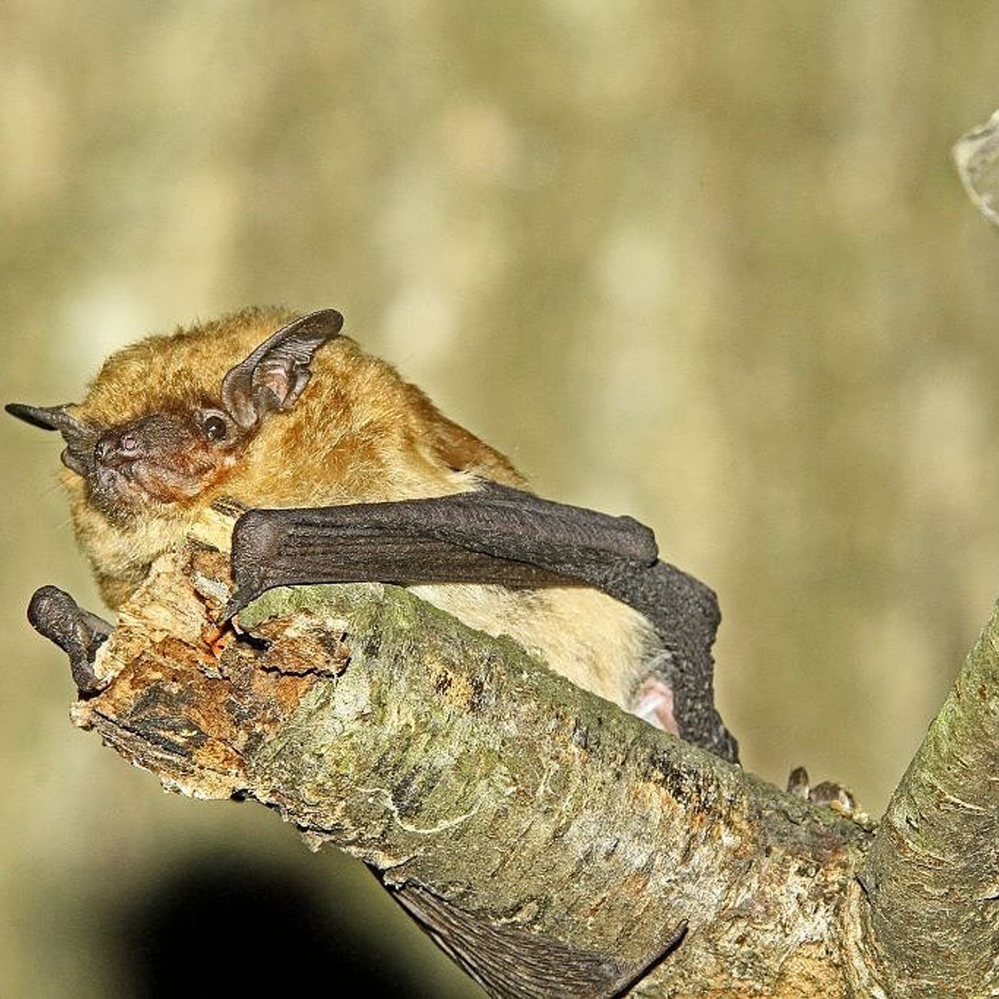 Learn about bats Aug. 29 at Starved Rock episode artwork