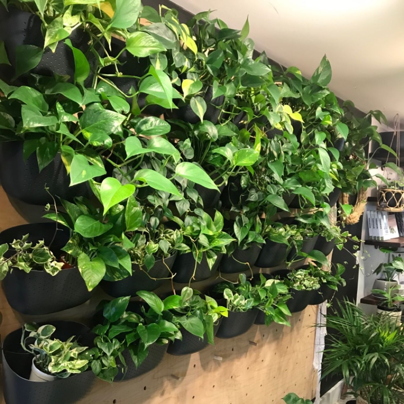 Episode 67 - Choosing your very first plant :)