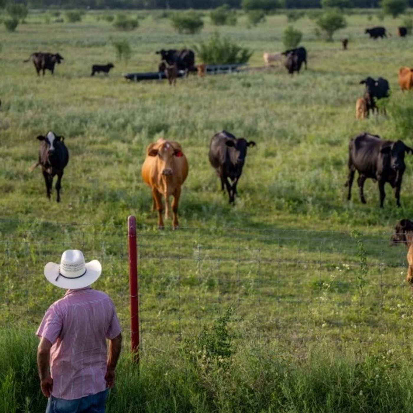 Head of cattlemen's trade group on Trumps plan to import Argentinian beef episode artwork