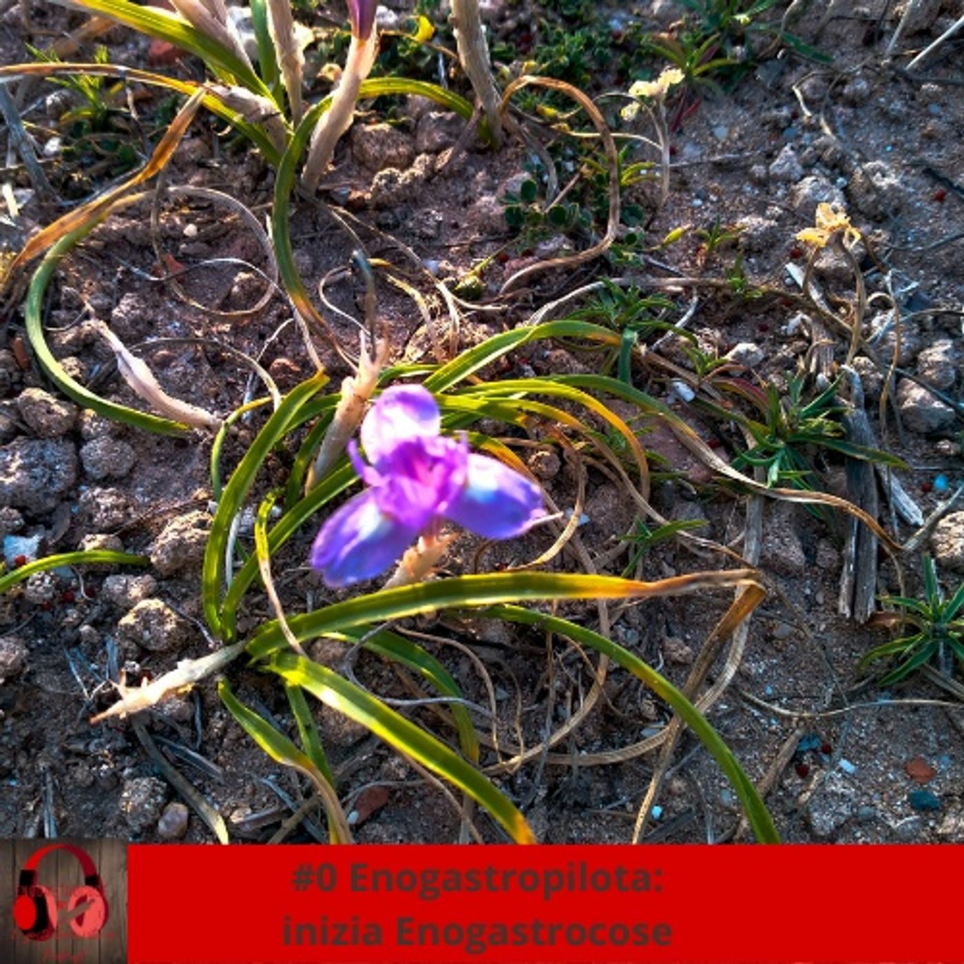 Enogastrocose Podcast