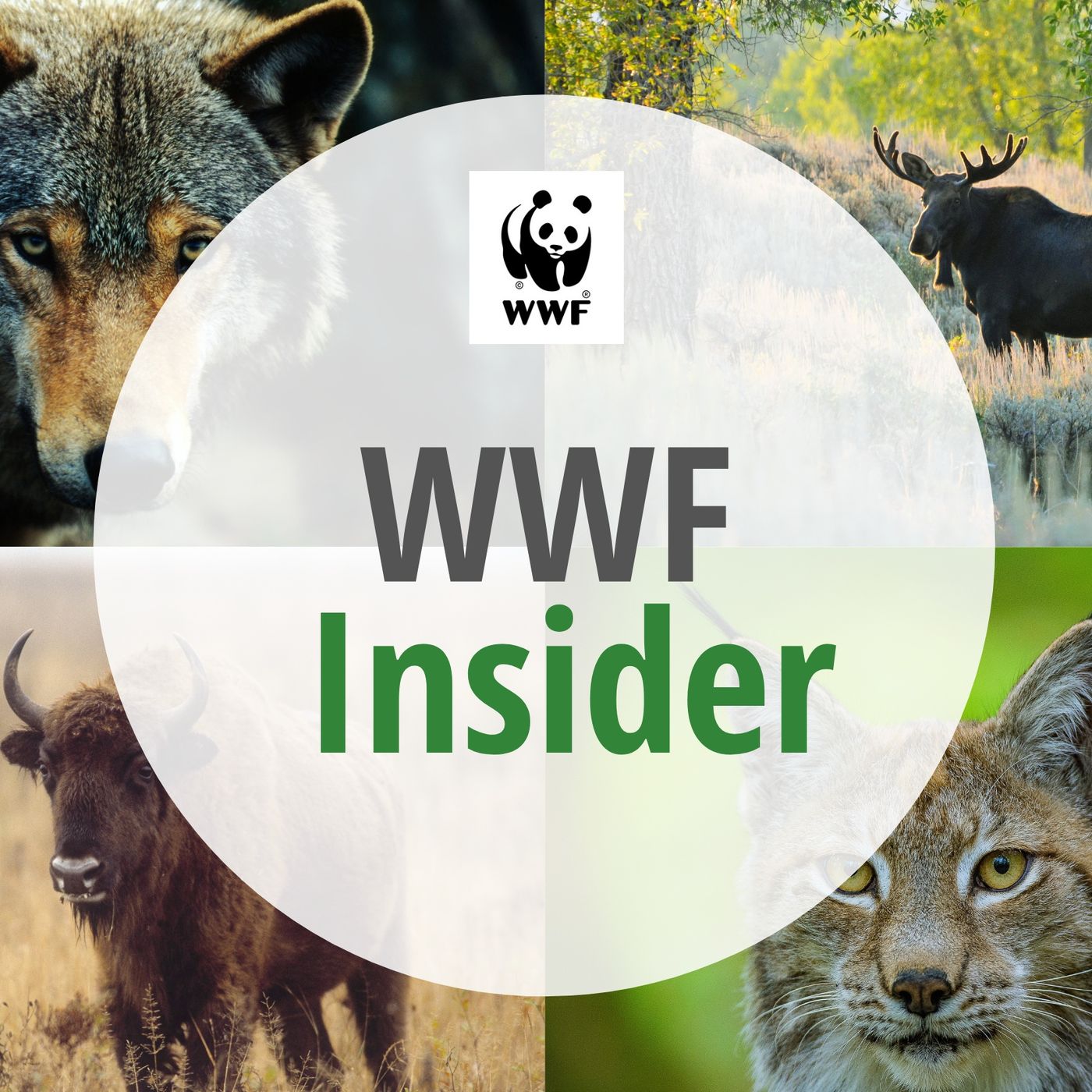 WWF Insider - Auf einen Kaffee mit Wildtieren in Deutschland