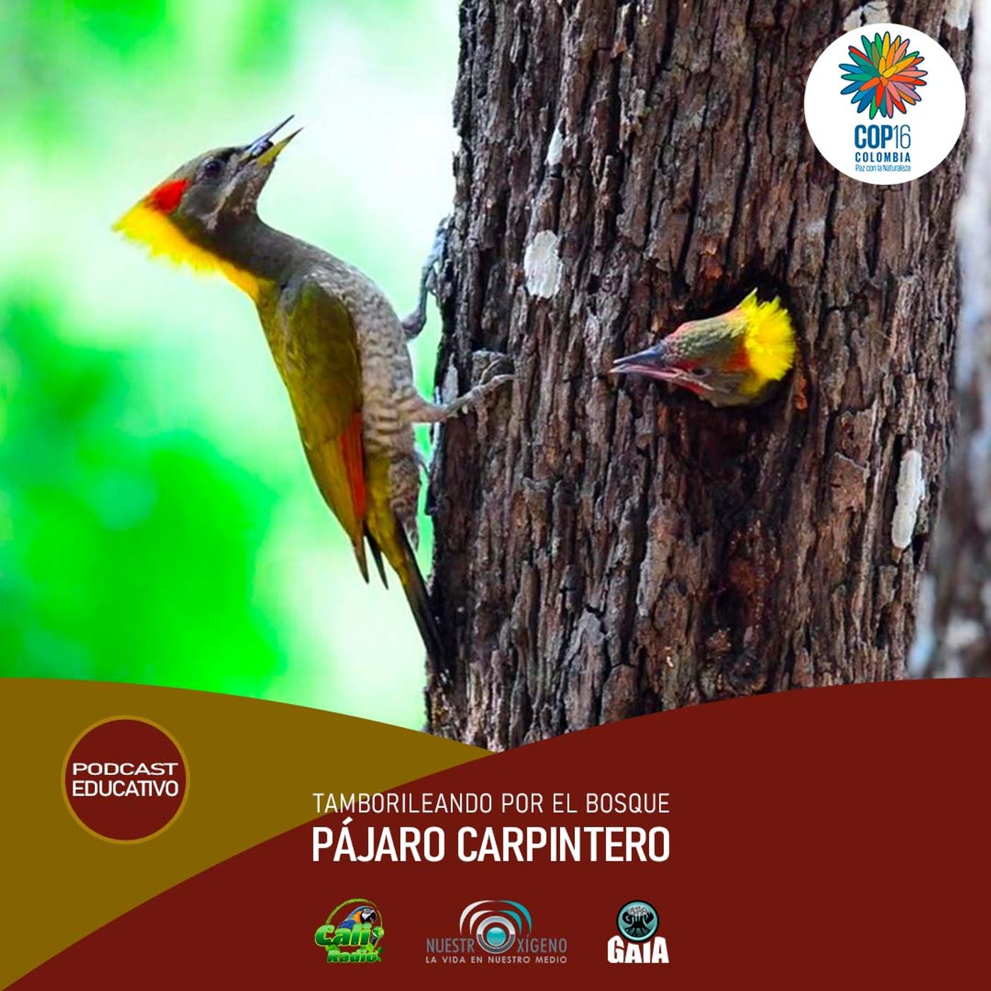 NUESTRO OXÍGENO Tamborileando por el bosque, pájaro carpintero episode artwork