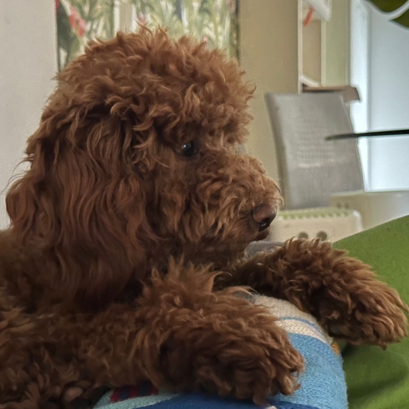Lola