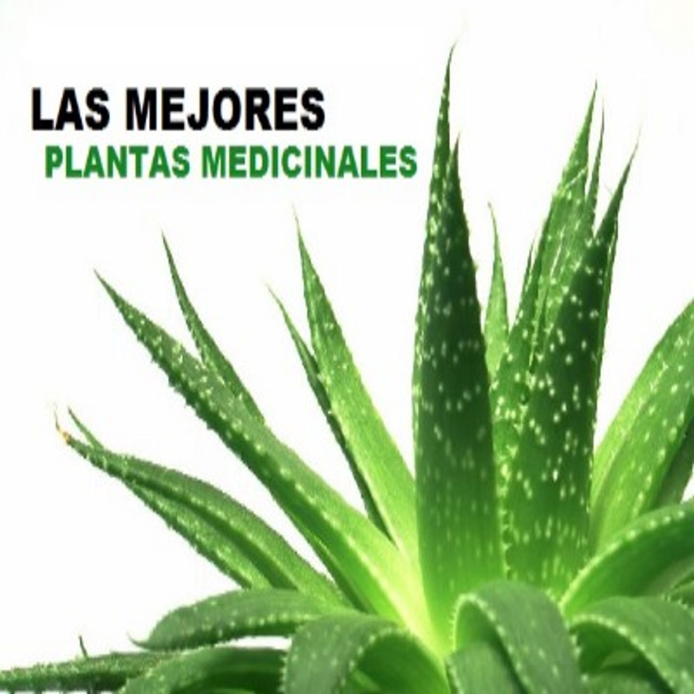 El jardín del Médico.