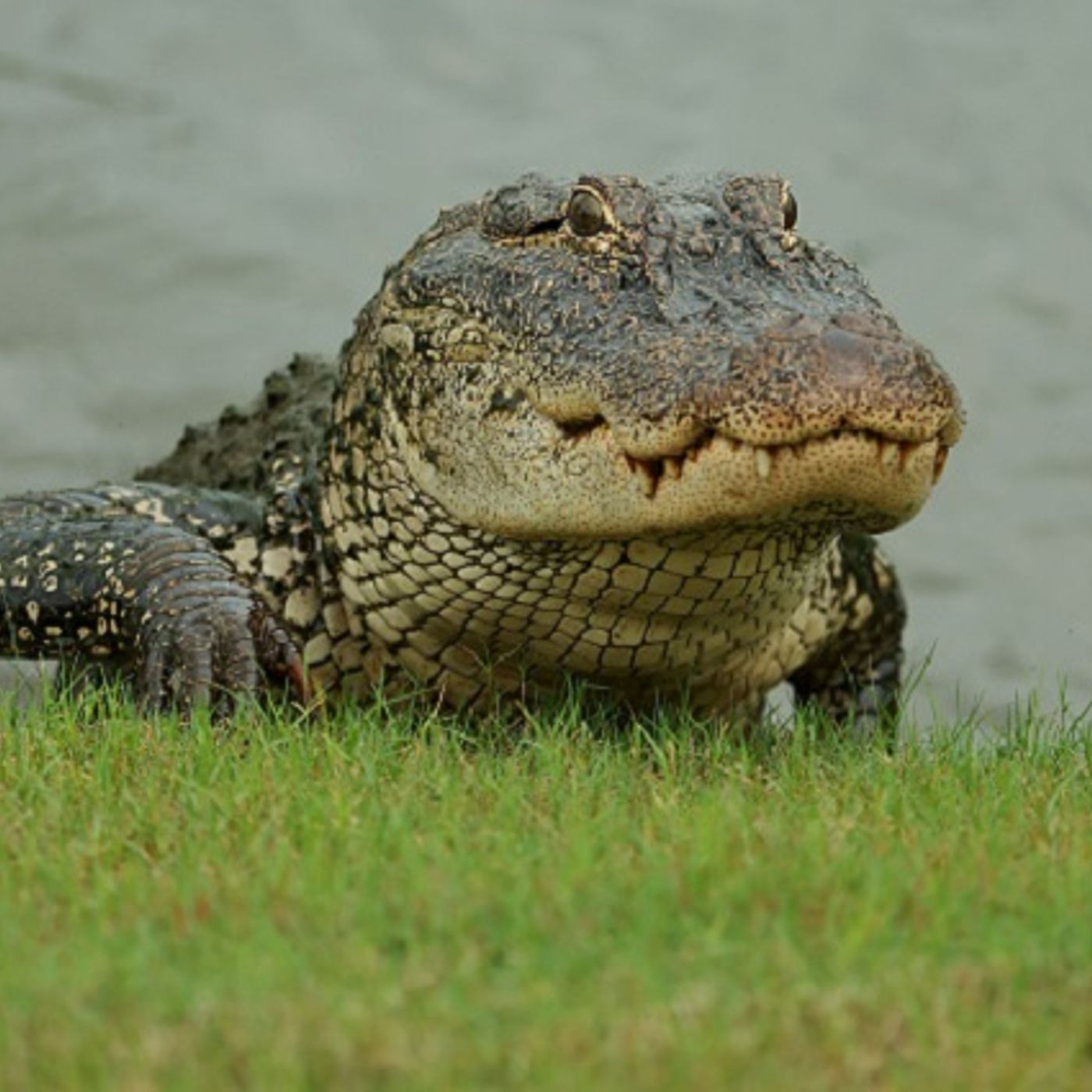 (Smile File) Woman Fights Alligator to Save Her Pet episode artwork