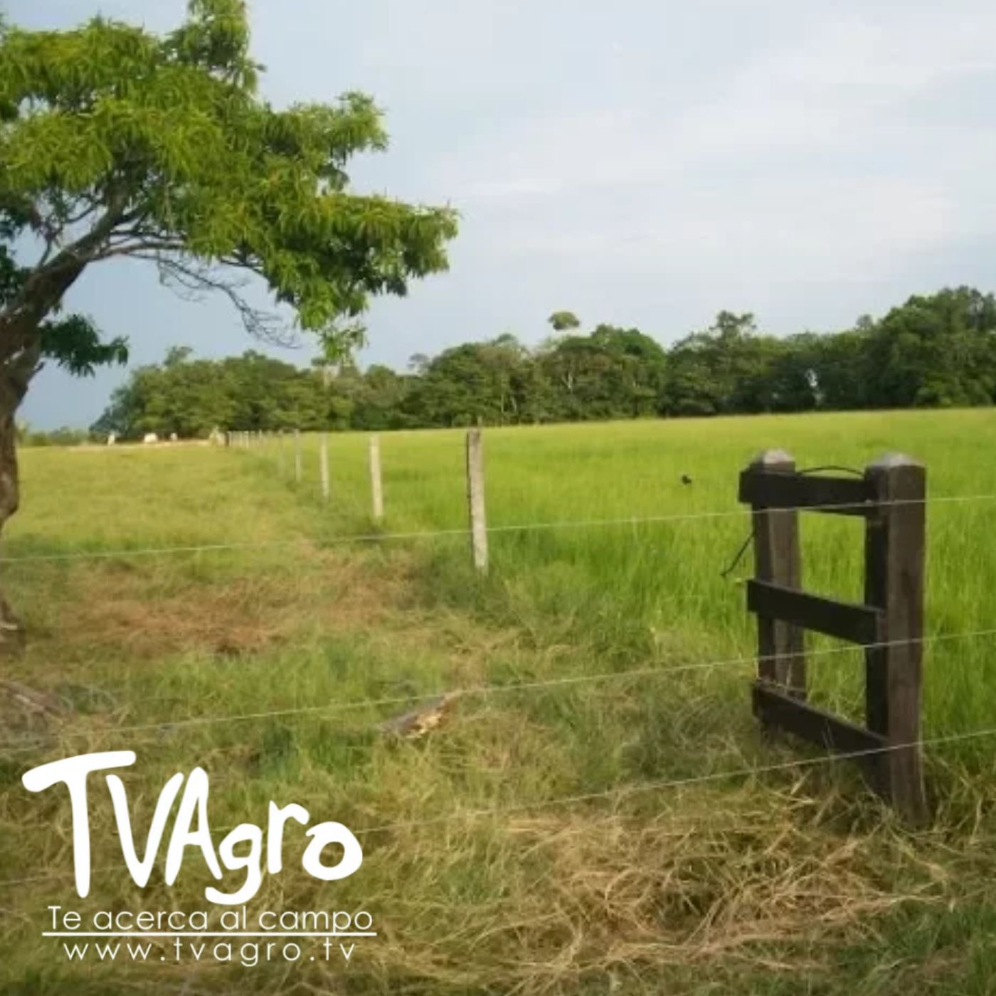 TV AGRO