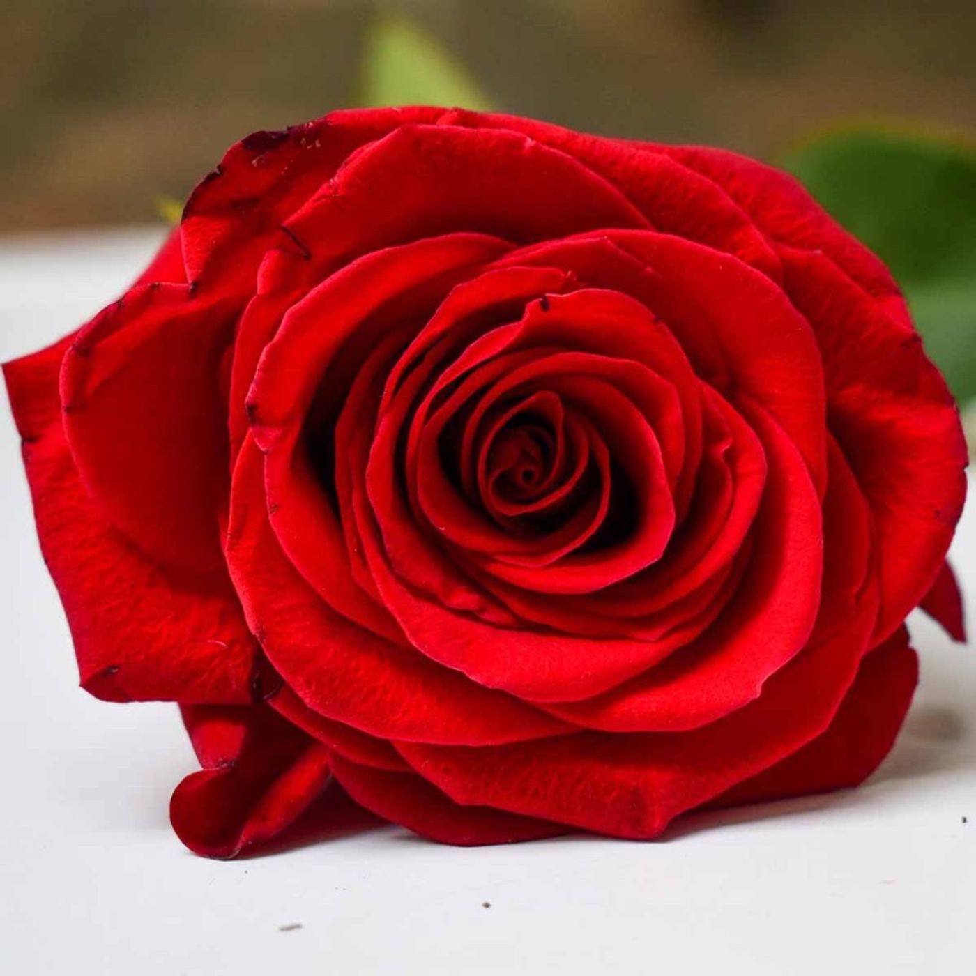 ✨Charles Baudelaire✨ ~ 🌹L’amore è una ROSA 🌹