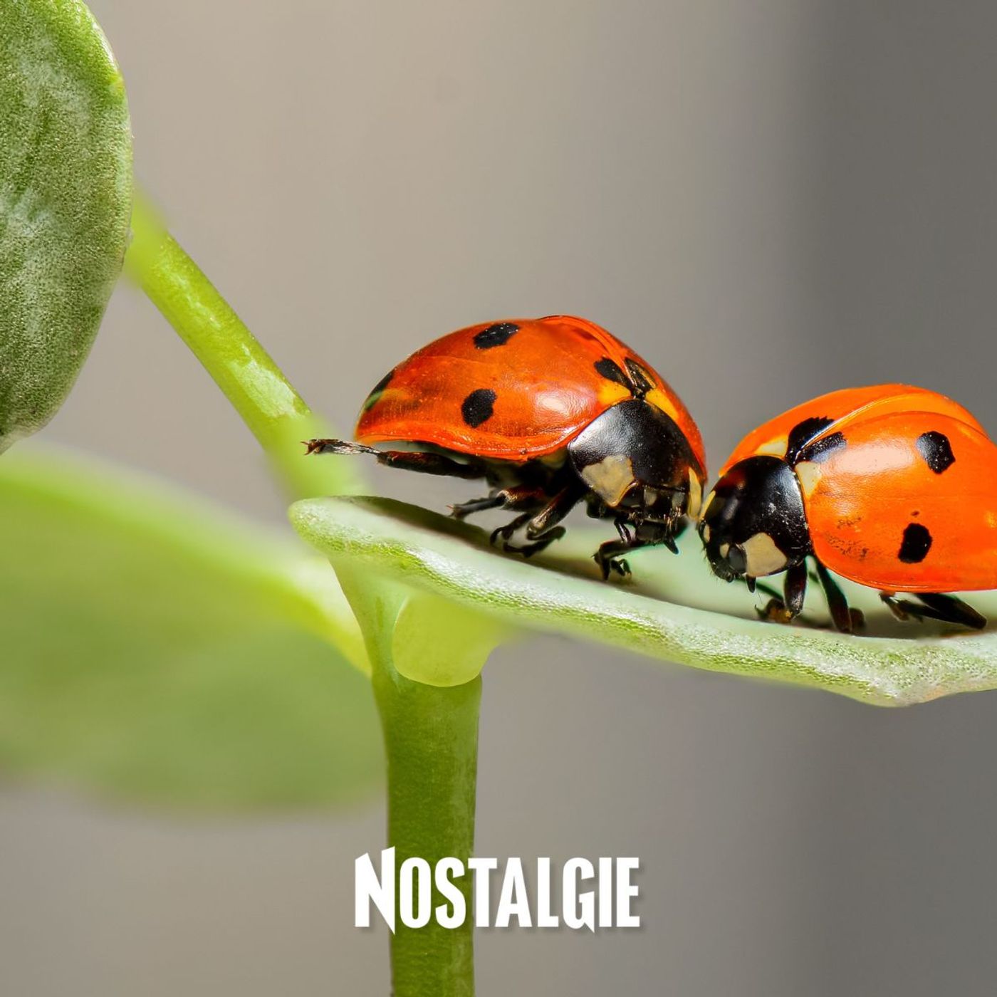 Des kits papillons et coccinelles pour comprendre l'importance des pollinisateurs episode artwork
