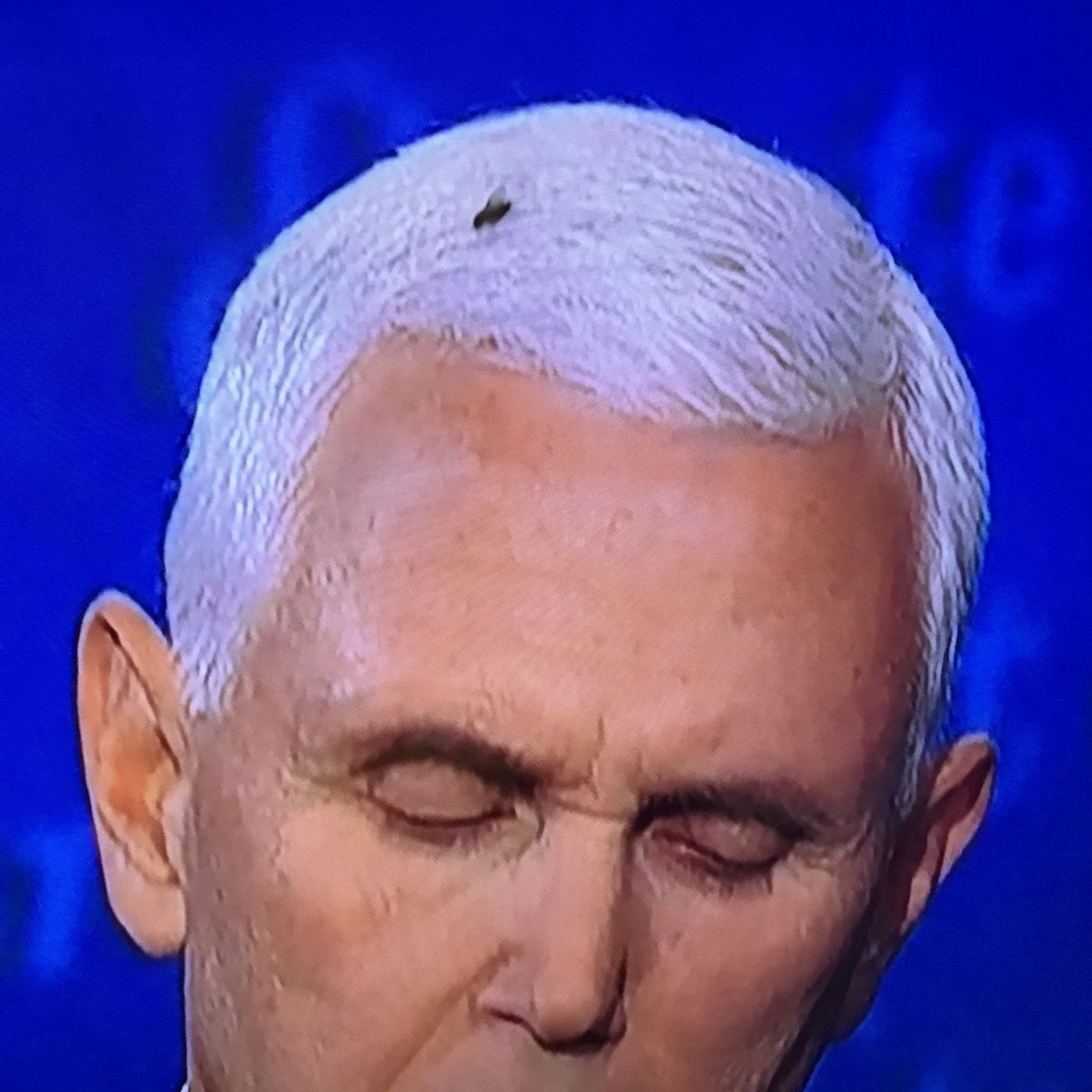 Mr. Fly Moderates the Debate