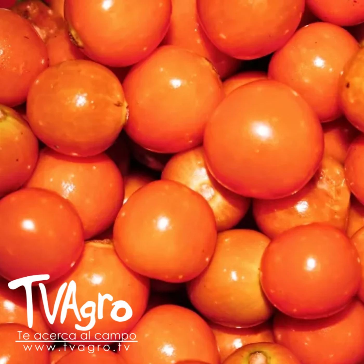 TV AGRO