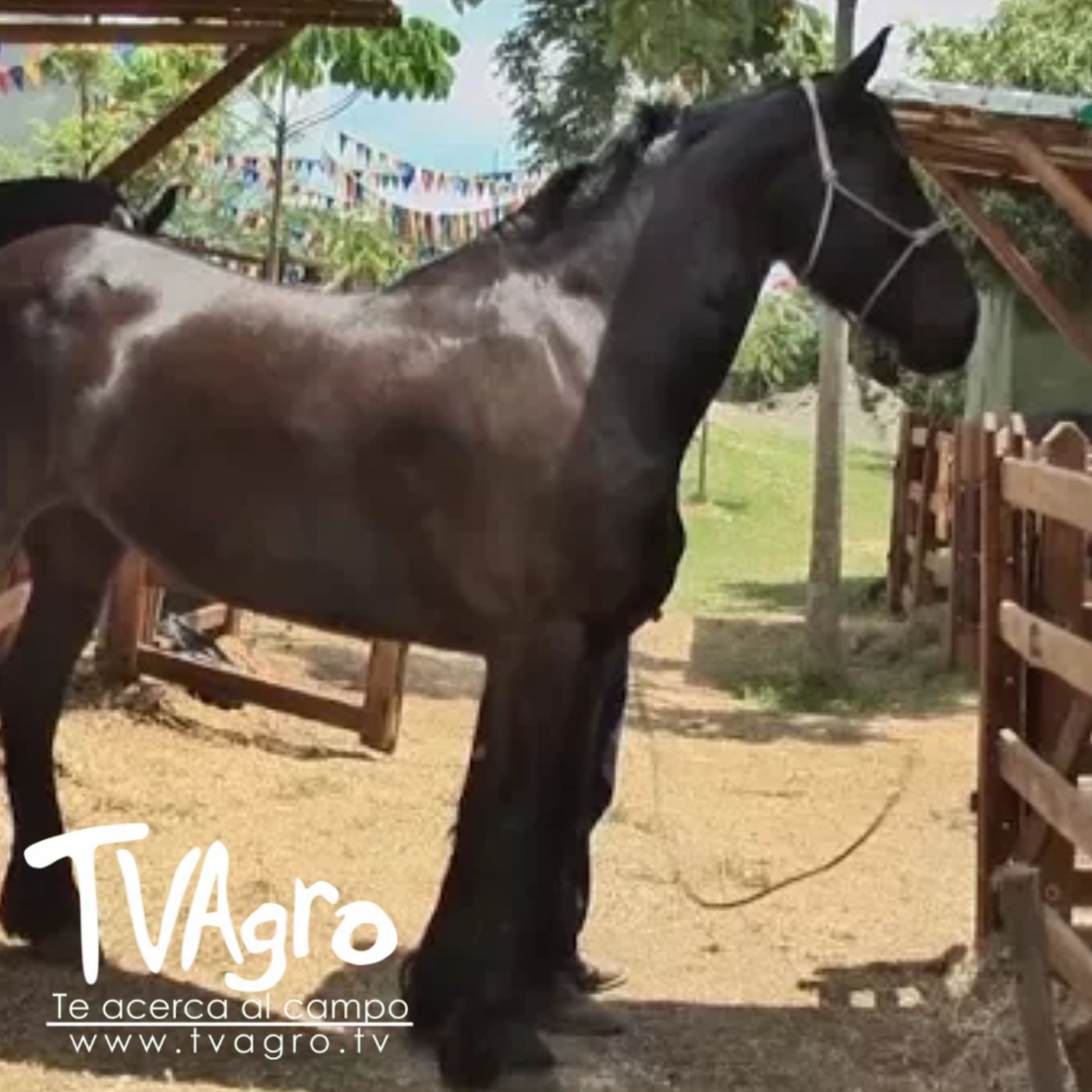 TV AGRO