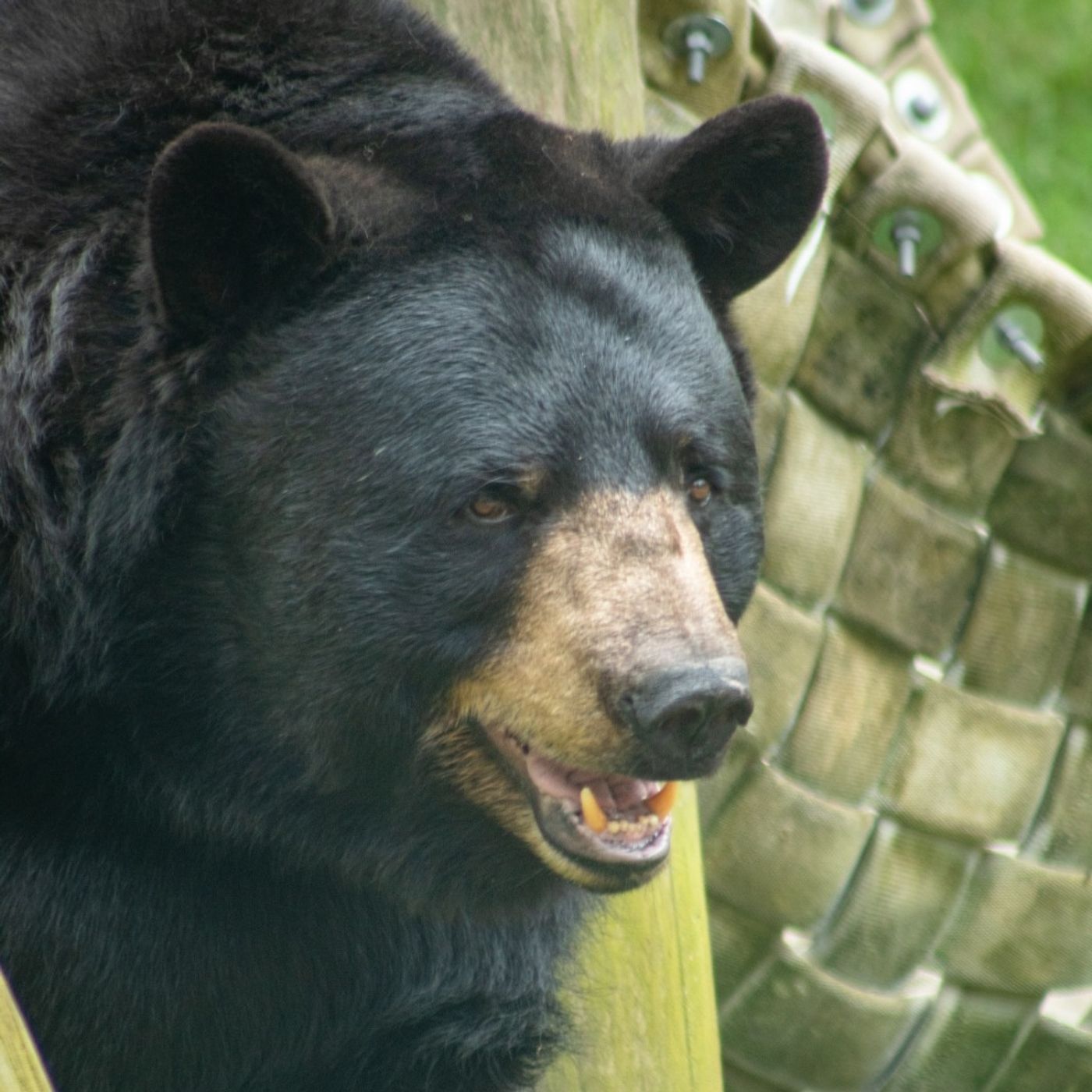 Bearfaced Podcast