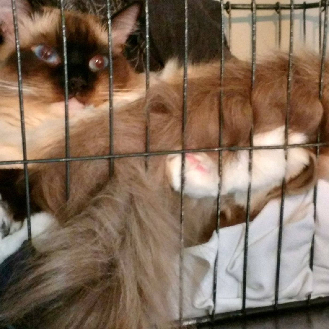 Jail House Cat episode artwork