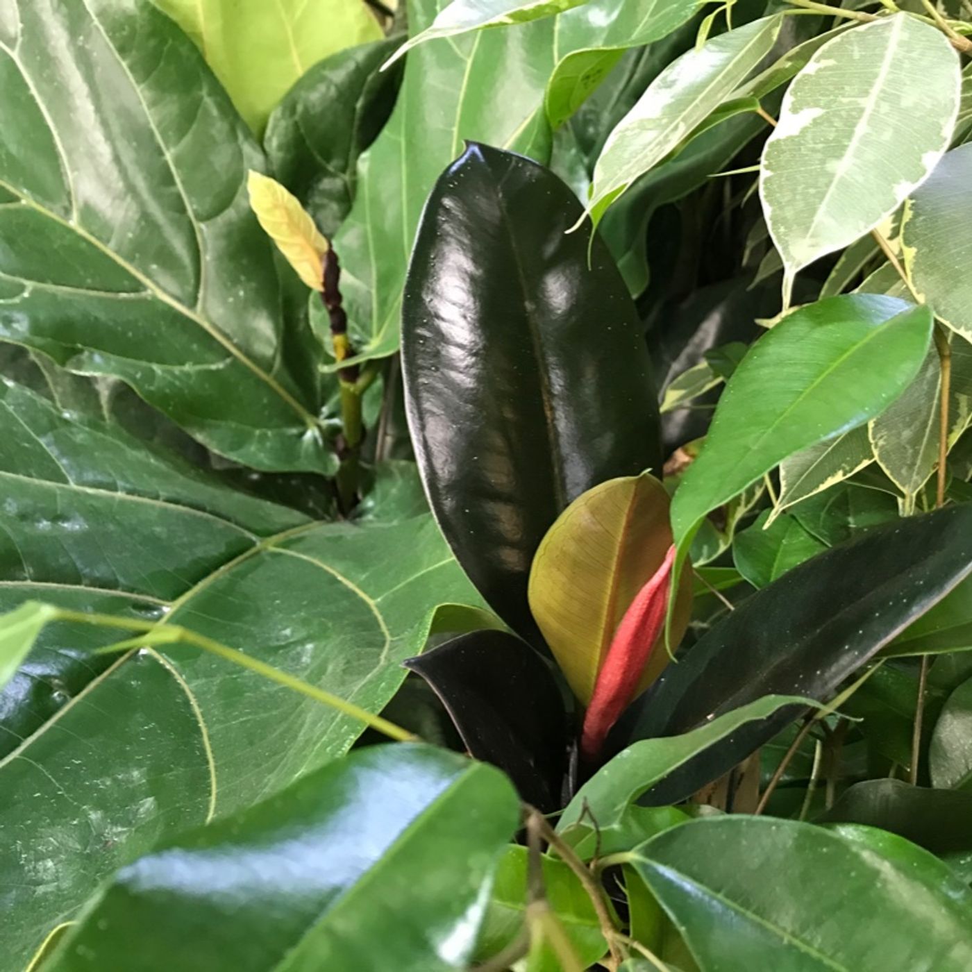 Episode 72 - Ficus propagation and diseases