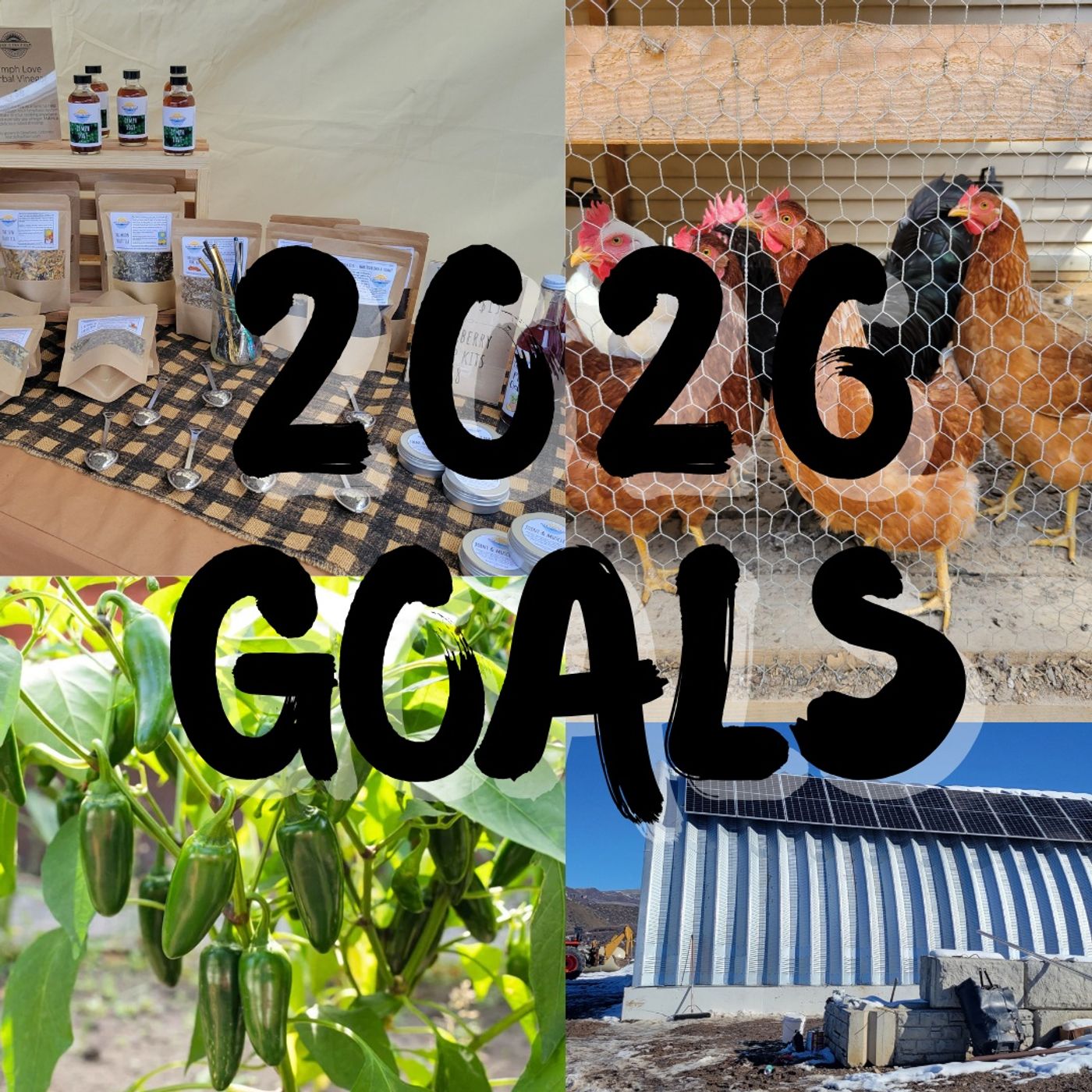 Tending Seeds: Adventures in Gardening