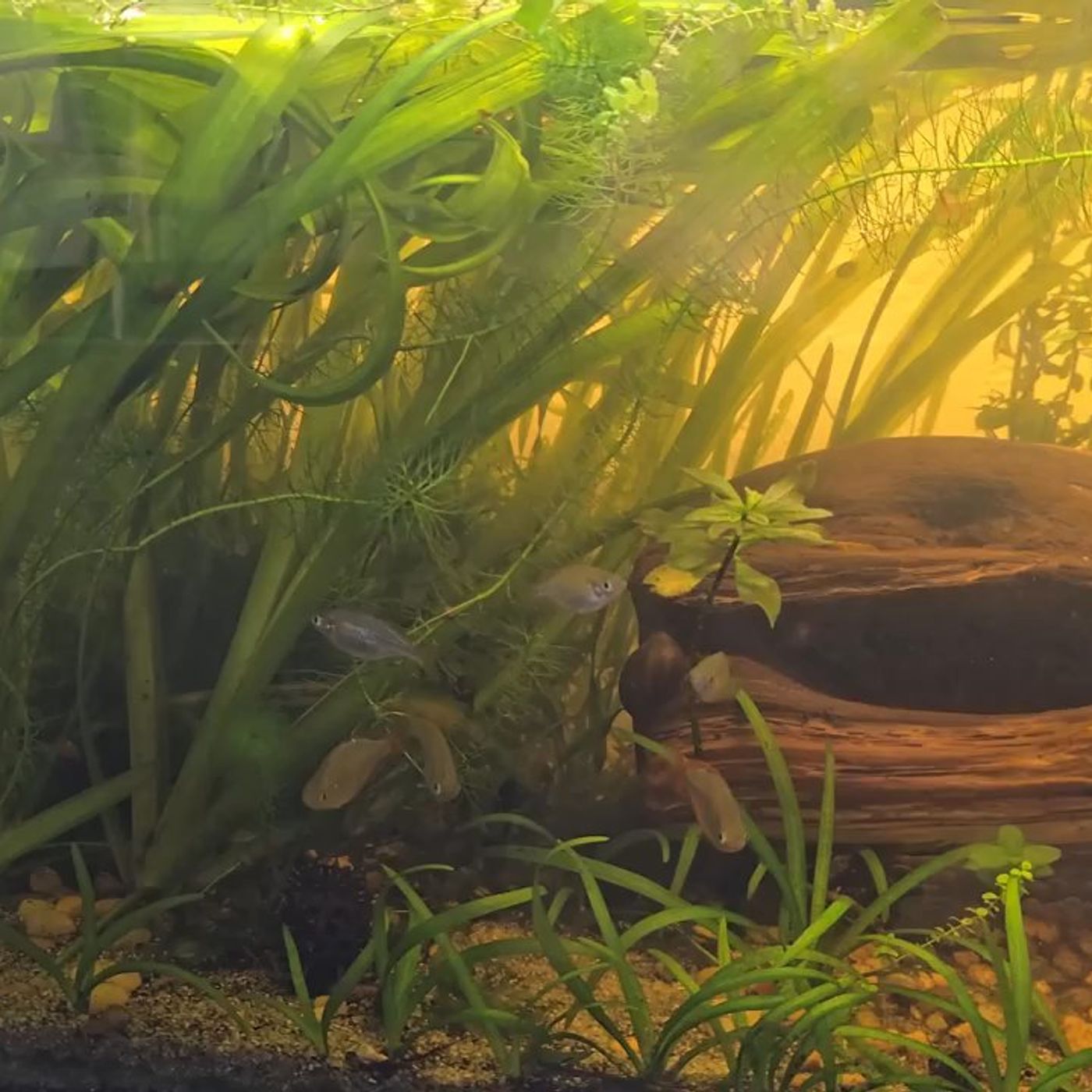 Control Algae without Chemicals