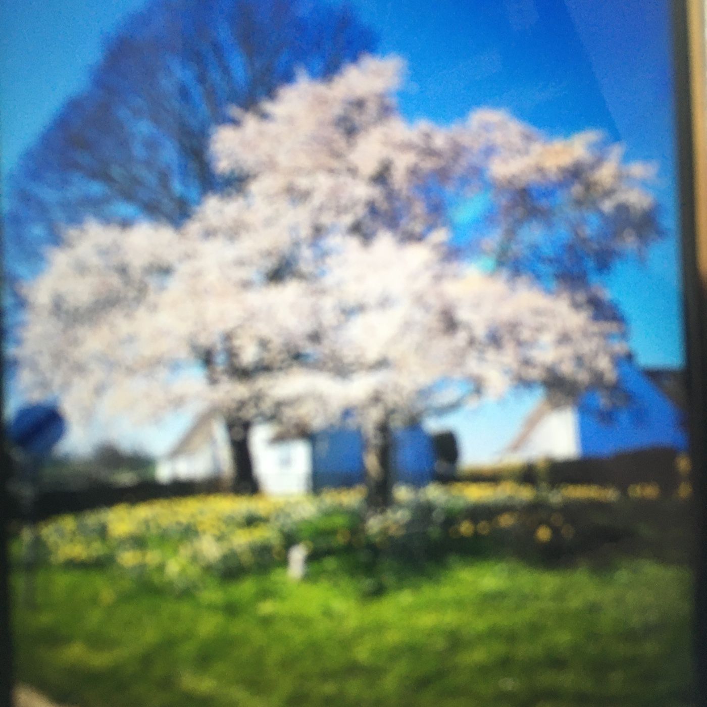 The Bloom Tree Podcast