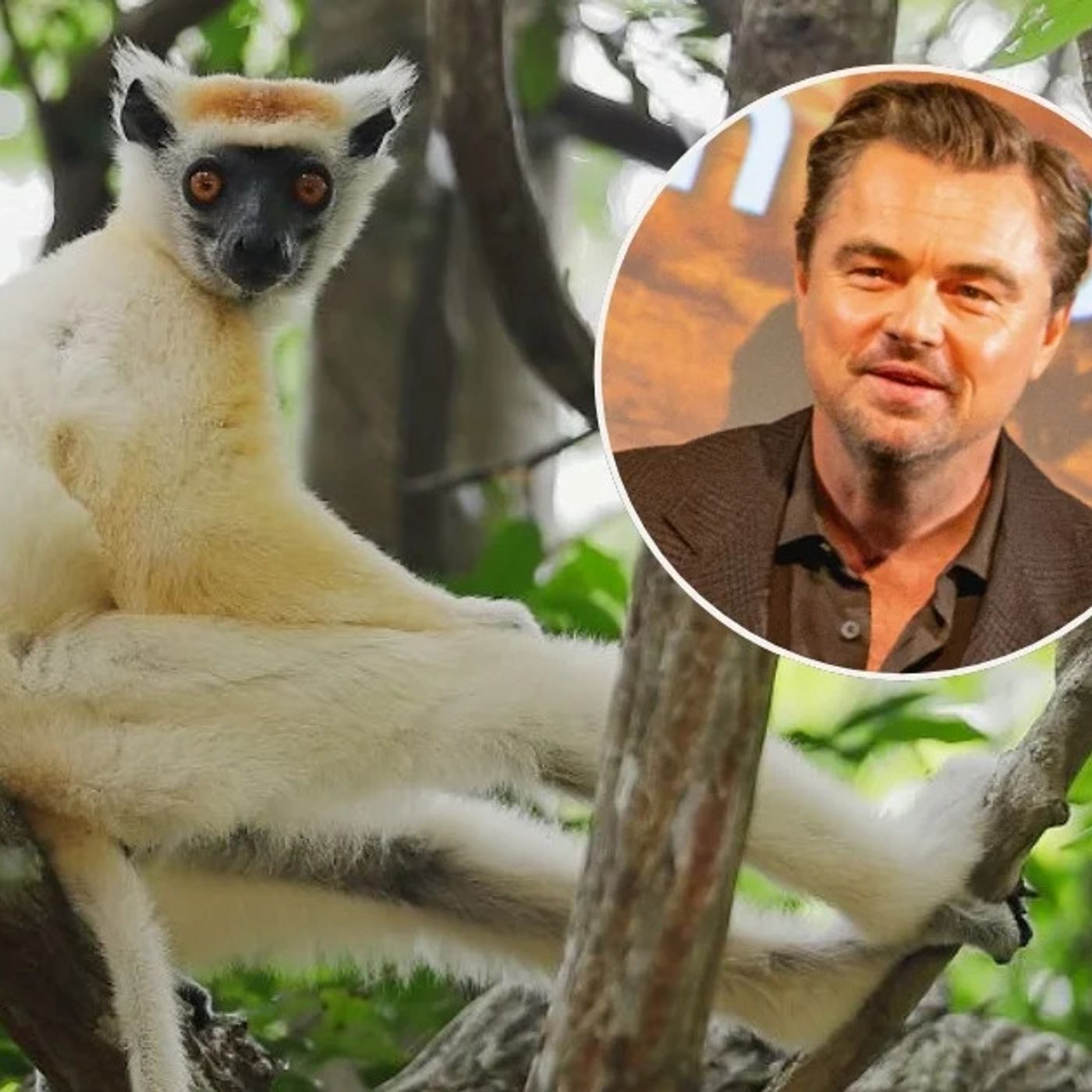 New fund hopes to save 100 of the world's most threatened species episode artwork